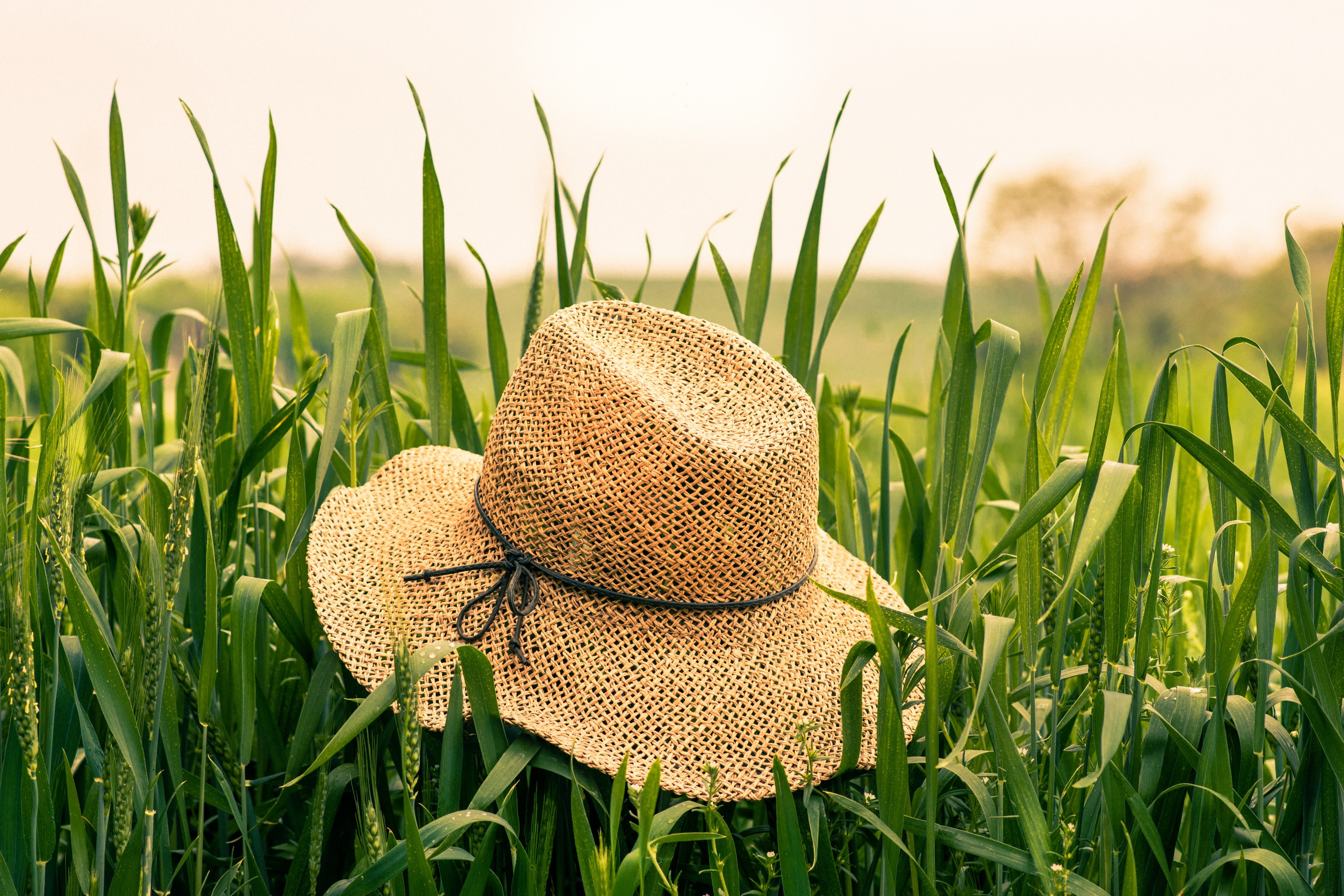 a straw hat sitting on grass in a field in caracal, farmers hat in a cornfield 4k, HD Wallpaper