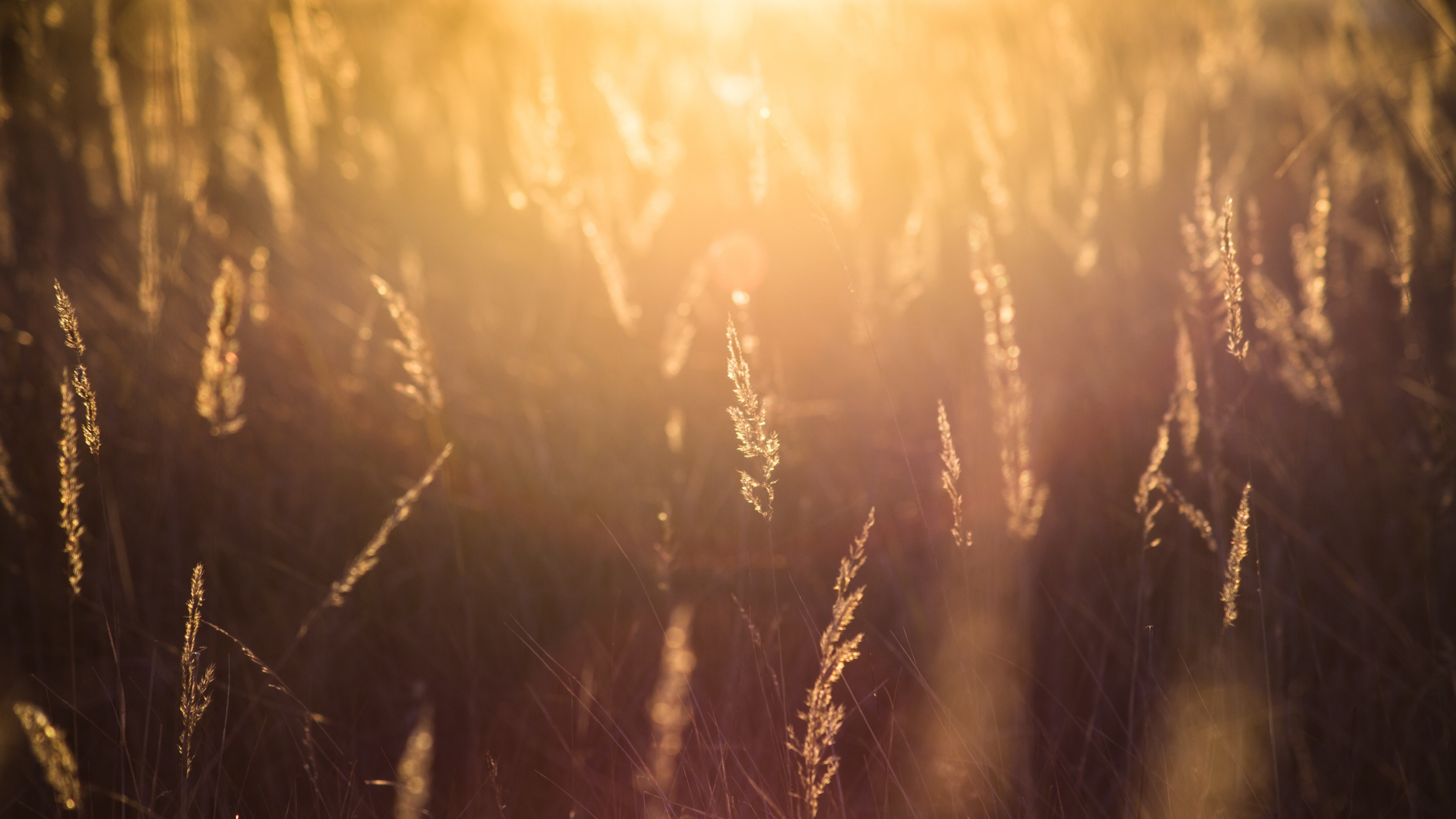 sun kissed wheat and grass field macro shot, evening sun 4k, HD Wallpaper