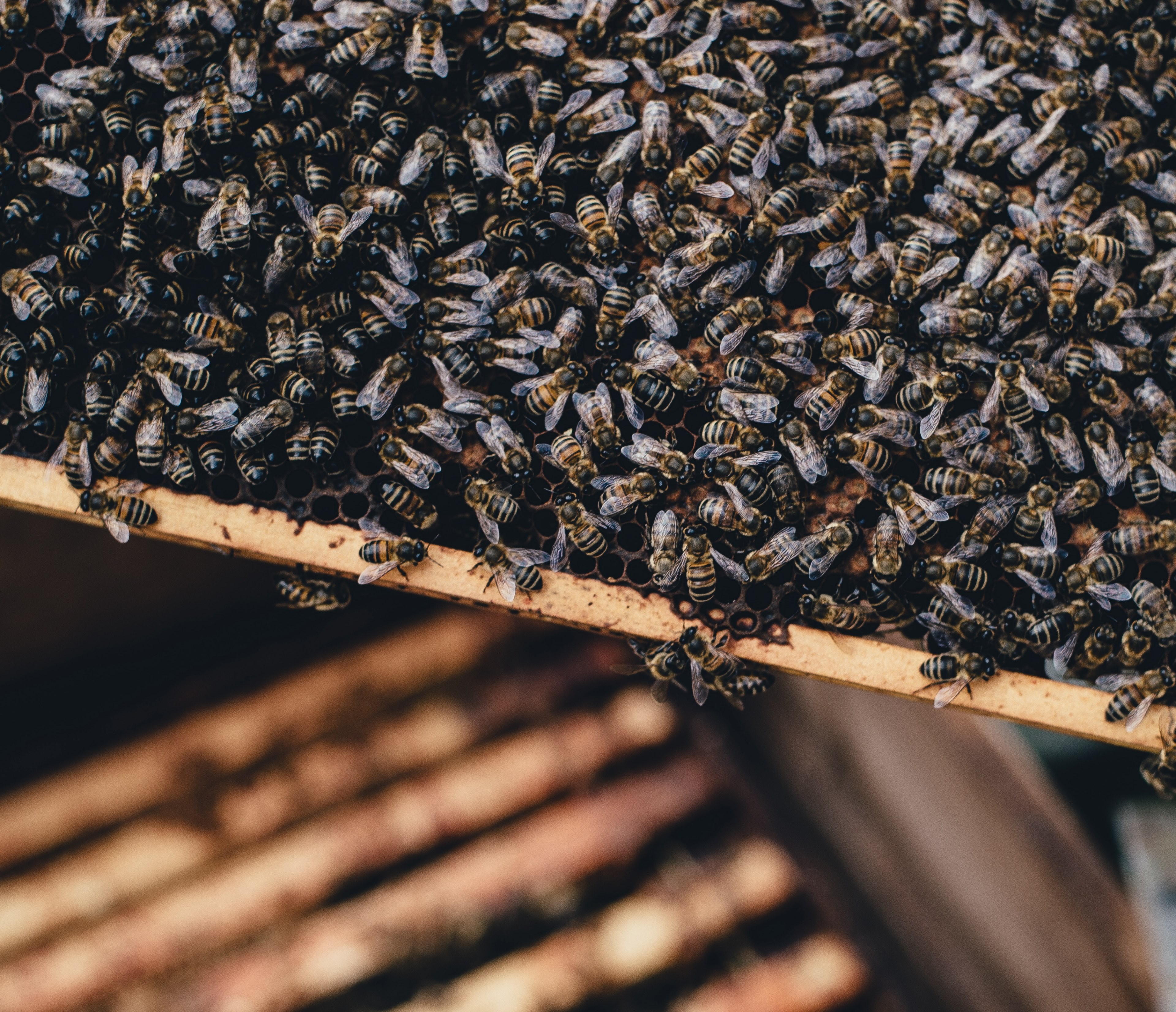 bee hive 4k, HD Wallpaper