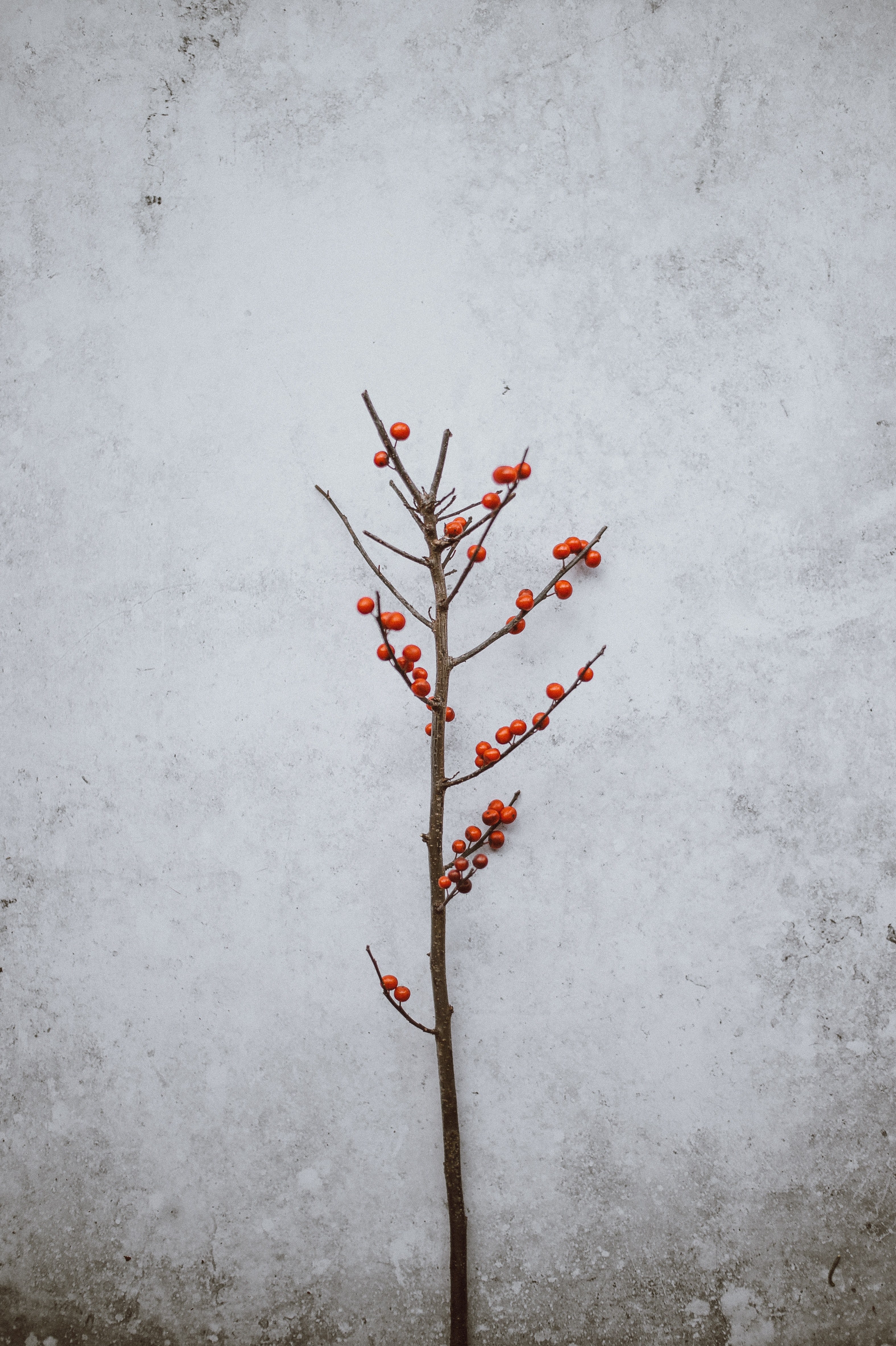 festive berries 4k, Phone HD Wallpaper