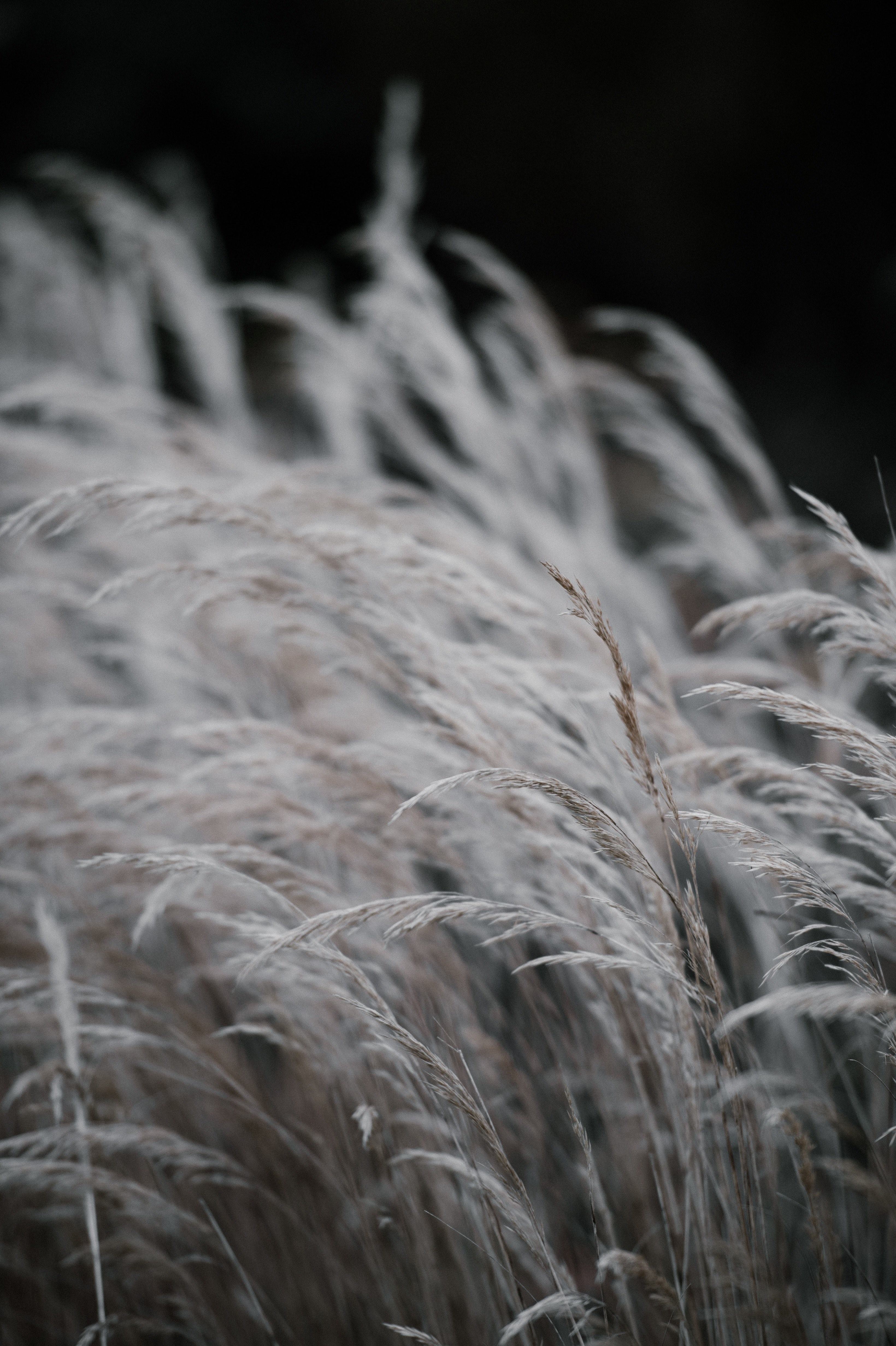 grass 4k, Phone HD Wallpaper