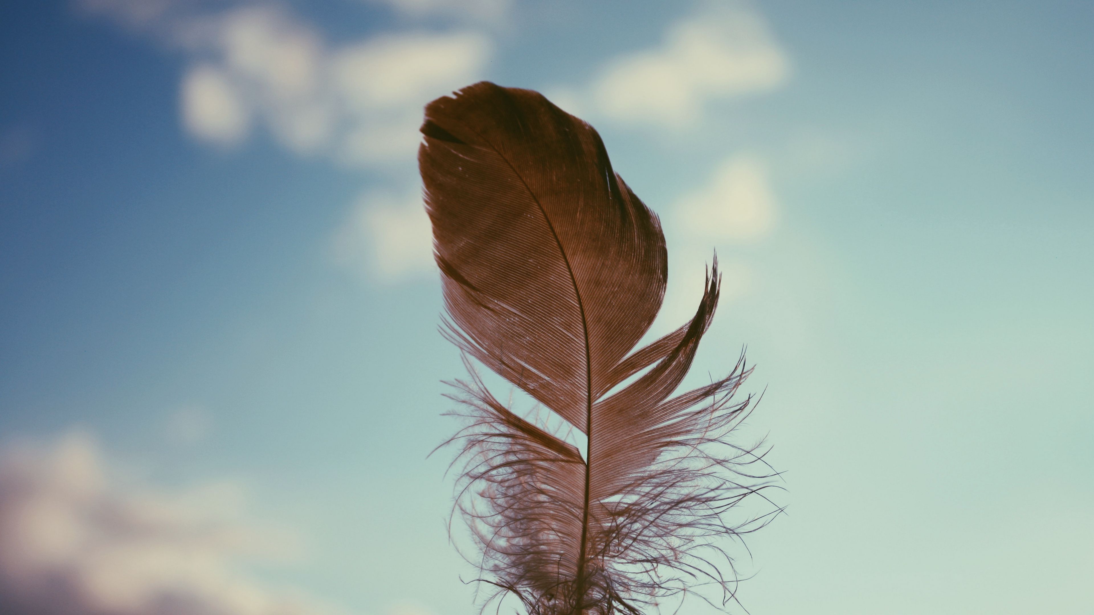 feather, sky, blur, 4k, HD Wallpaper