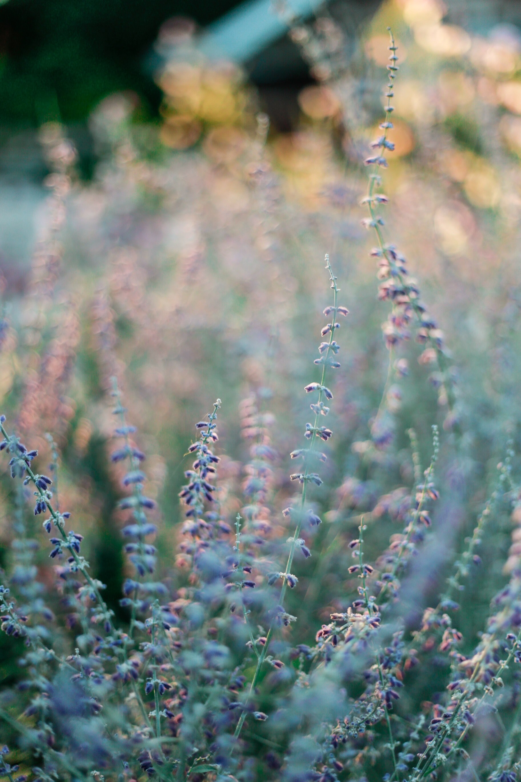 a patch of lavender flowers during sunrise, morning lavender 4k, Phone HD Wallpaper