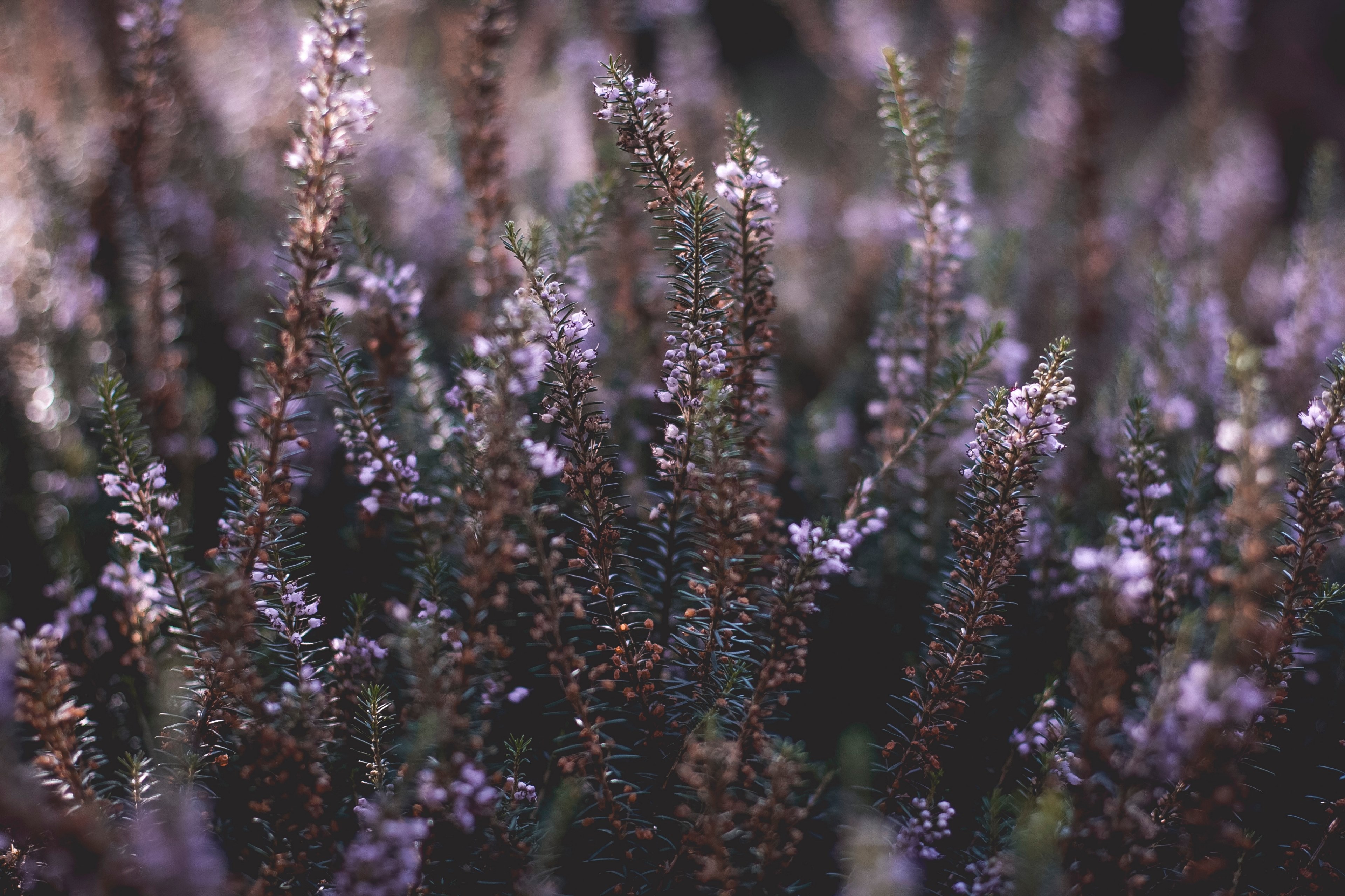 flower purple flowers leafe and foliage 4k, HD Wallpaper
