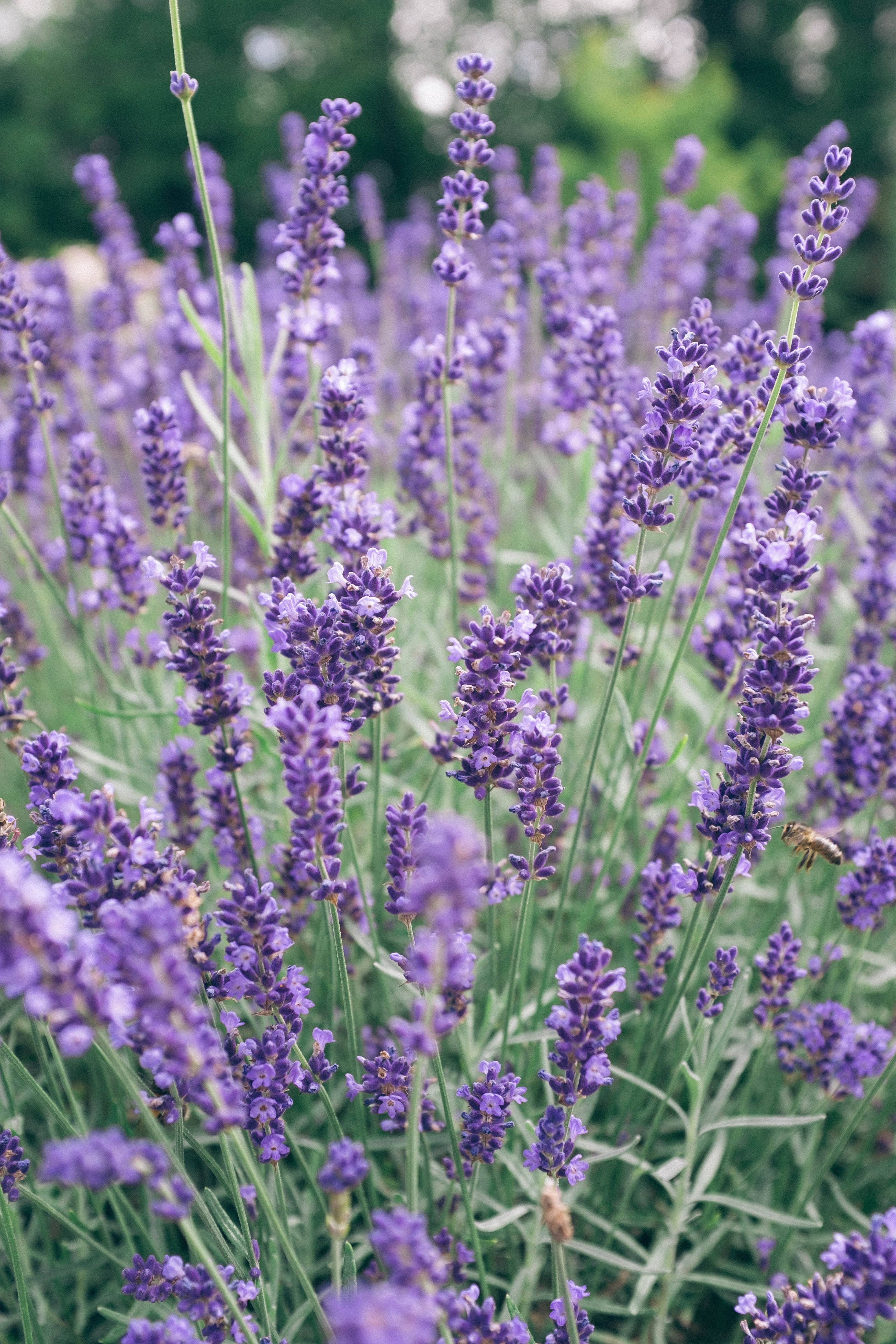 flower purple lavender field and lavender hd, 4k, Phone HD Wallpaper