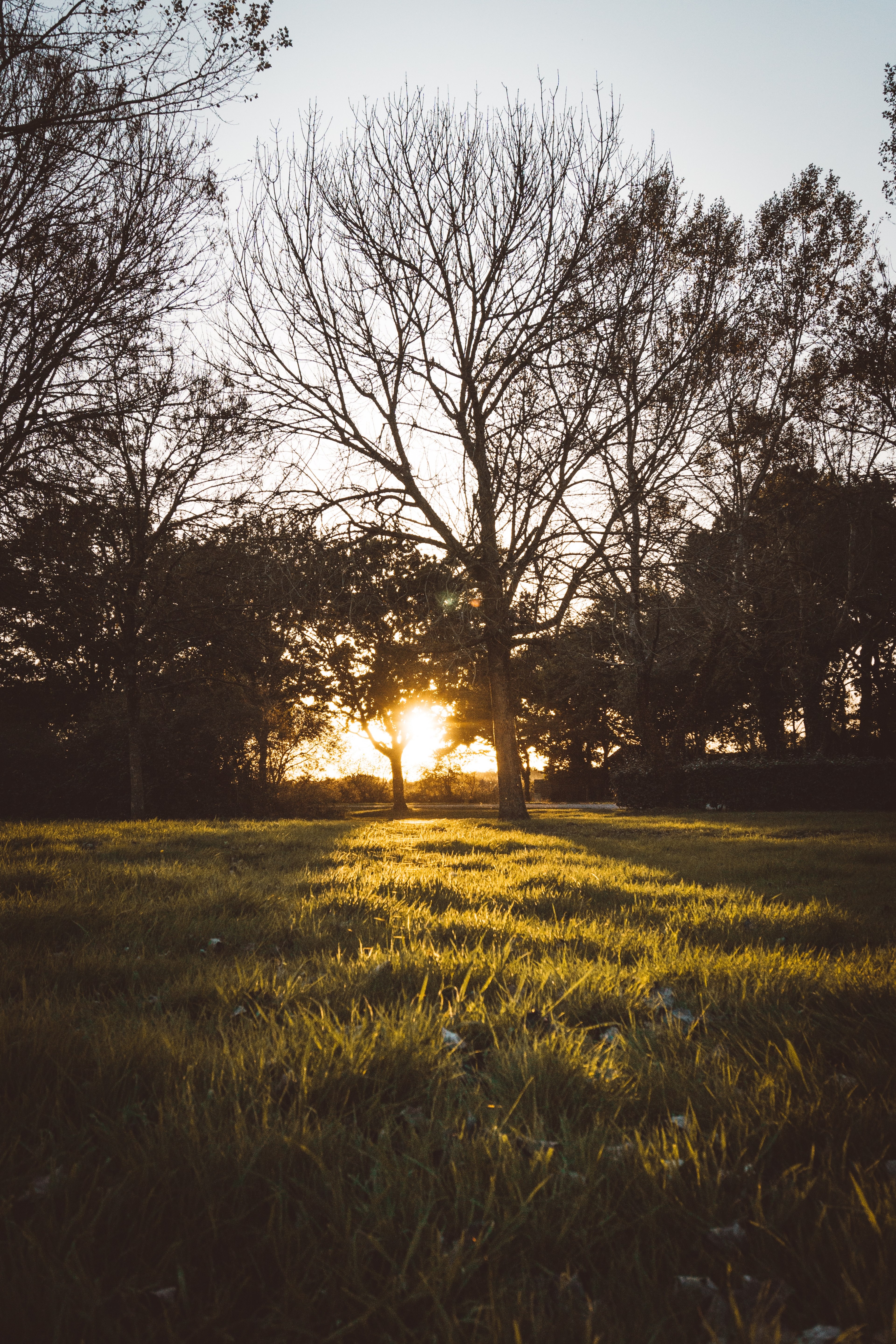 tree field grass and meadow hd, 4k, Phone HD Wallpaper