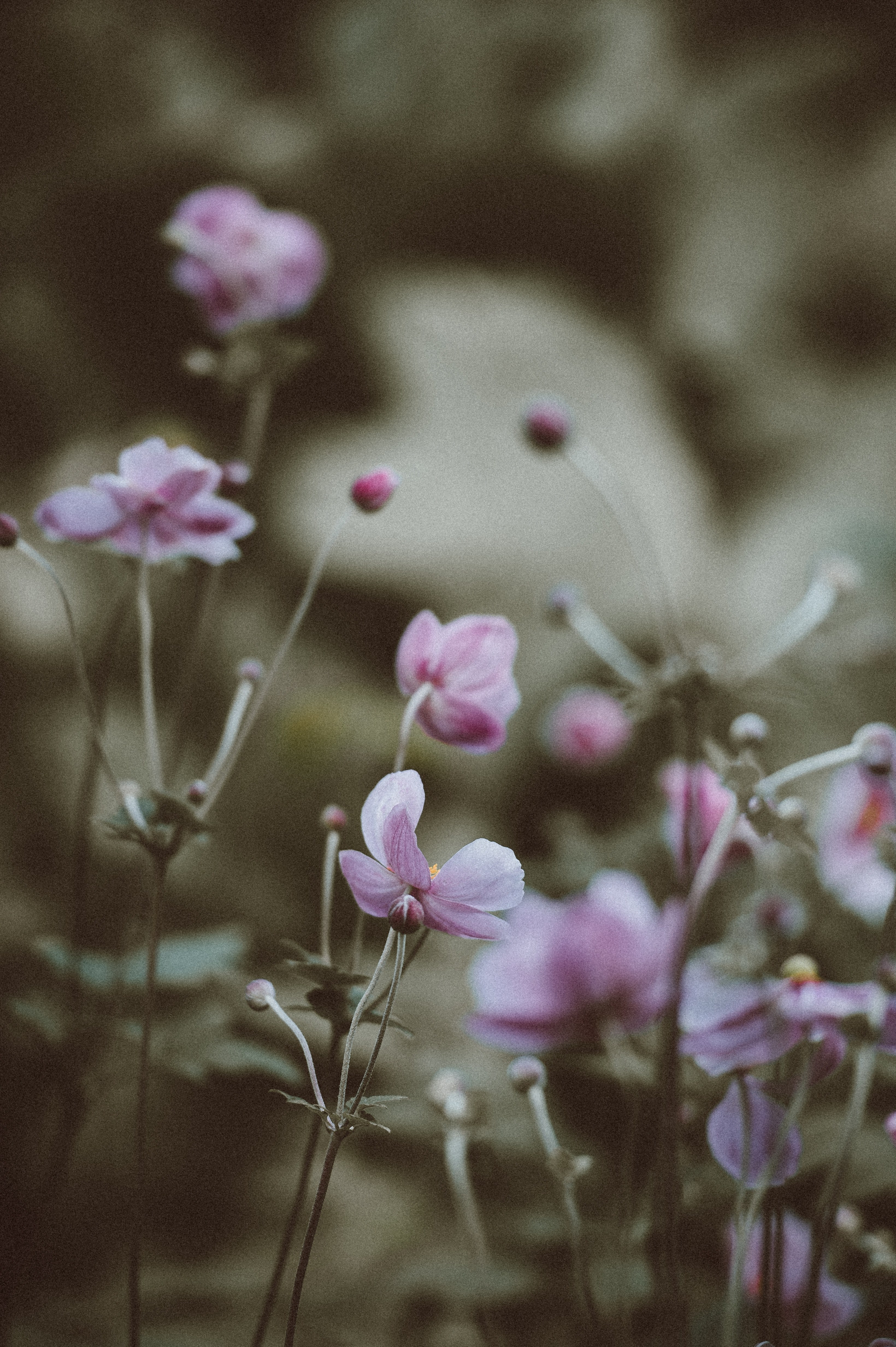 plant blossom flower and bloom hd, 4k, Phone HD Wallpaper