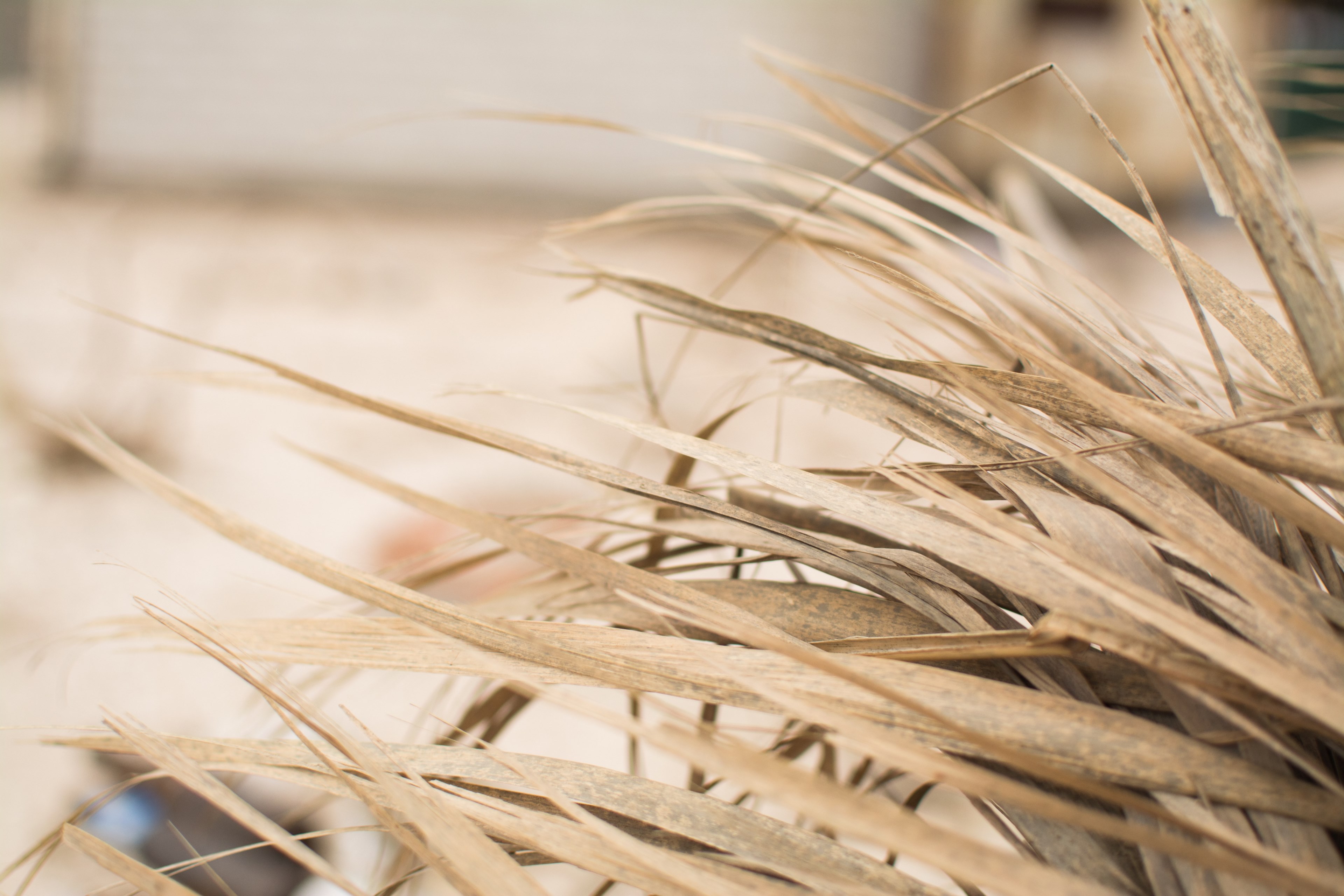 a close up of long dry blades of grass, dry grass blades in macro 4k, HD Wallpaper