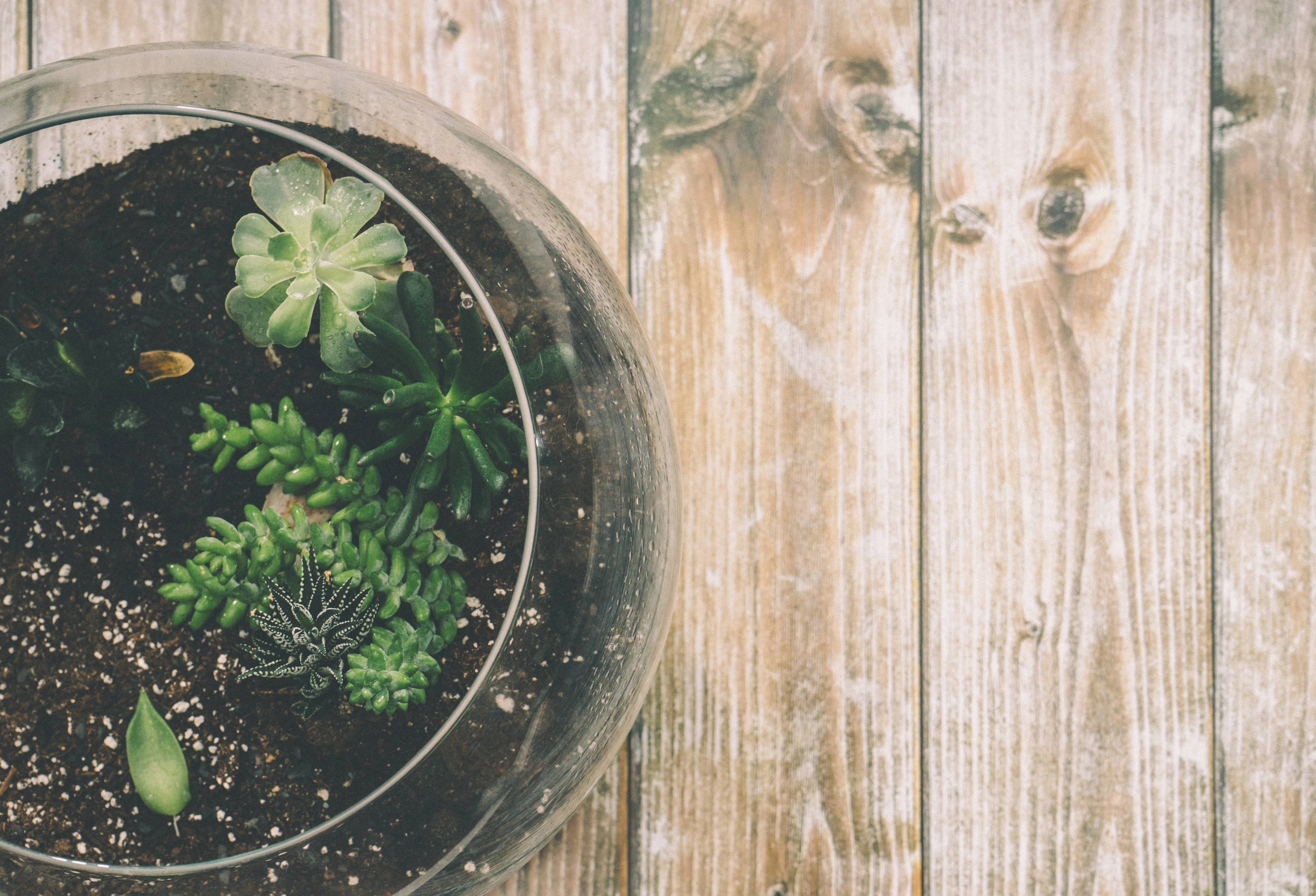 succulent plant terrarium plant and botany 4k, HD Wallpaper