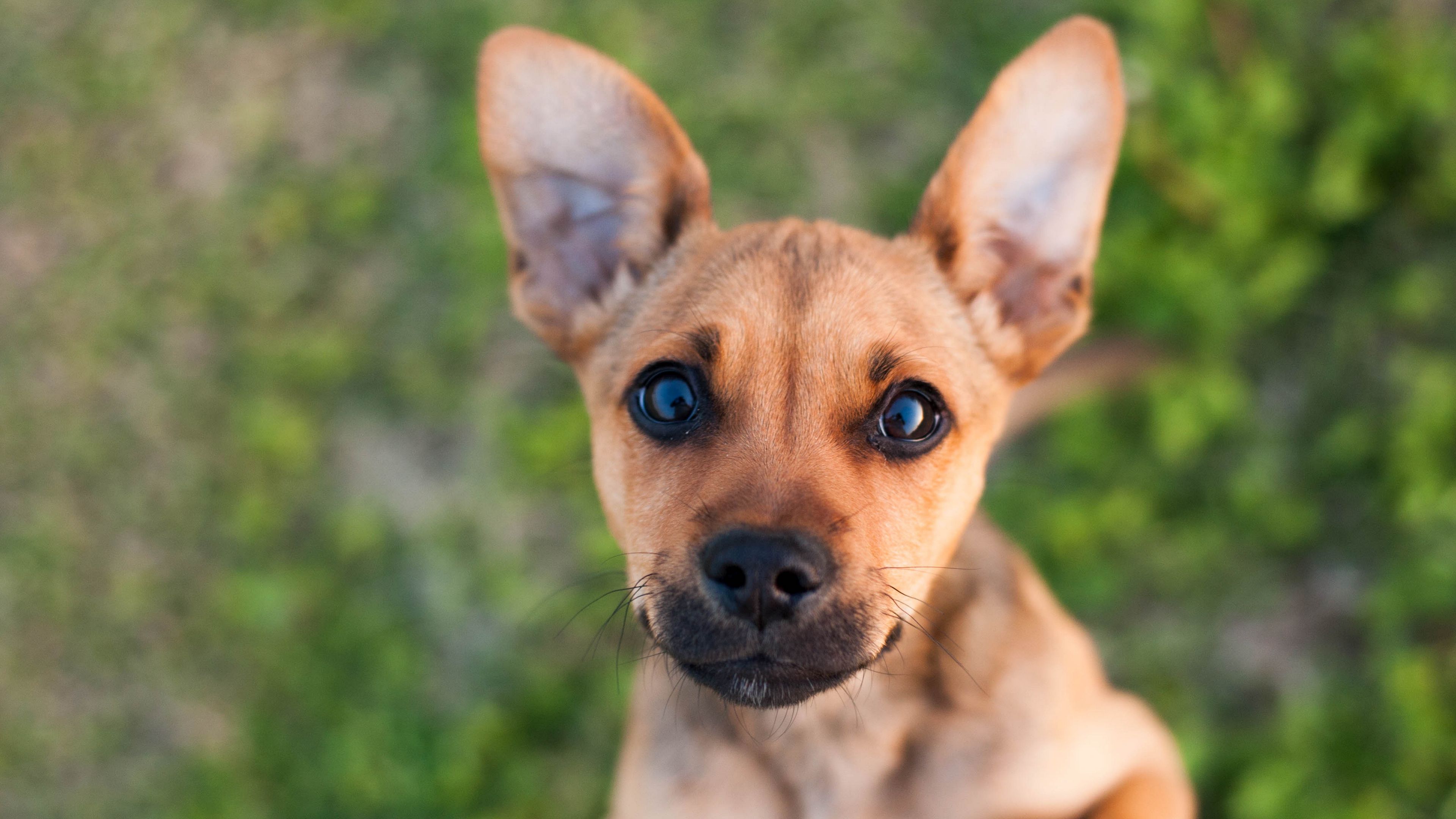 puppy, dog, muzzle, 4k, HD Wallpaper