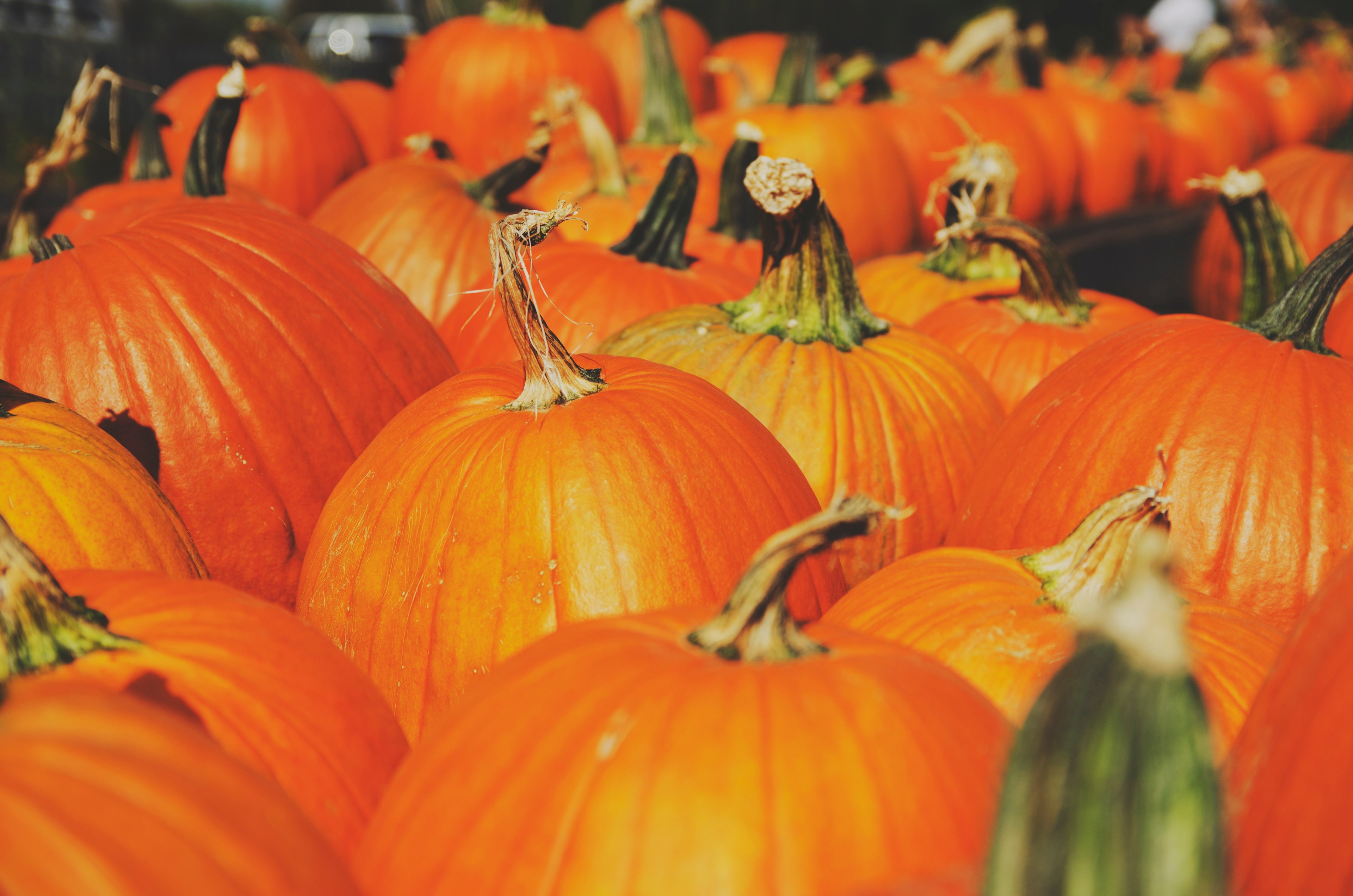 pumpkin halloween harvest and fall 4k, HD Wallpaper