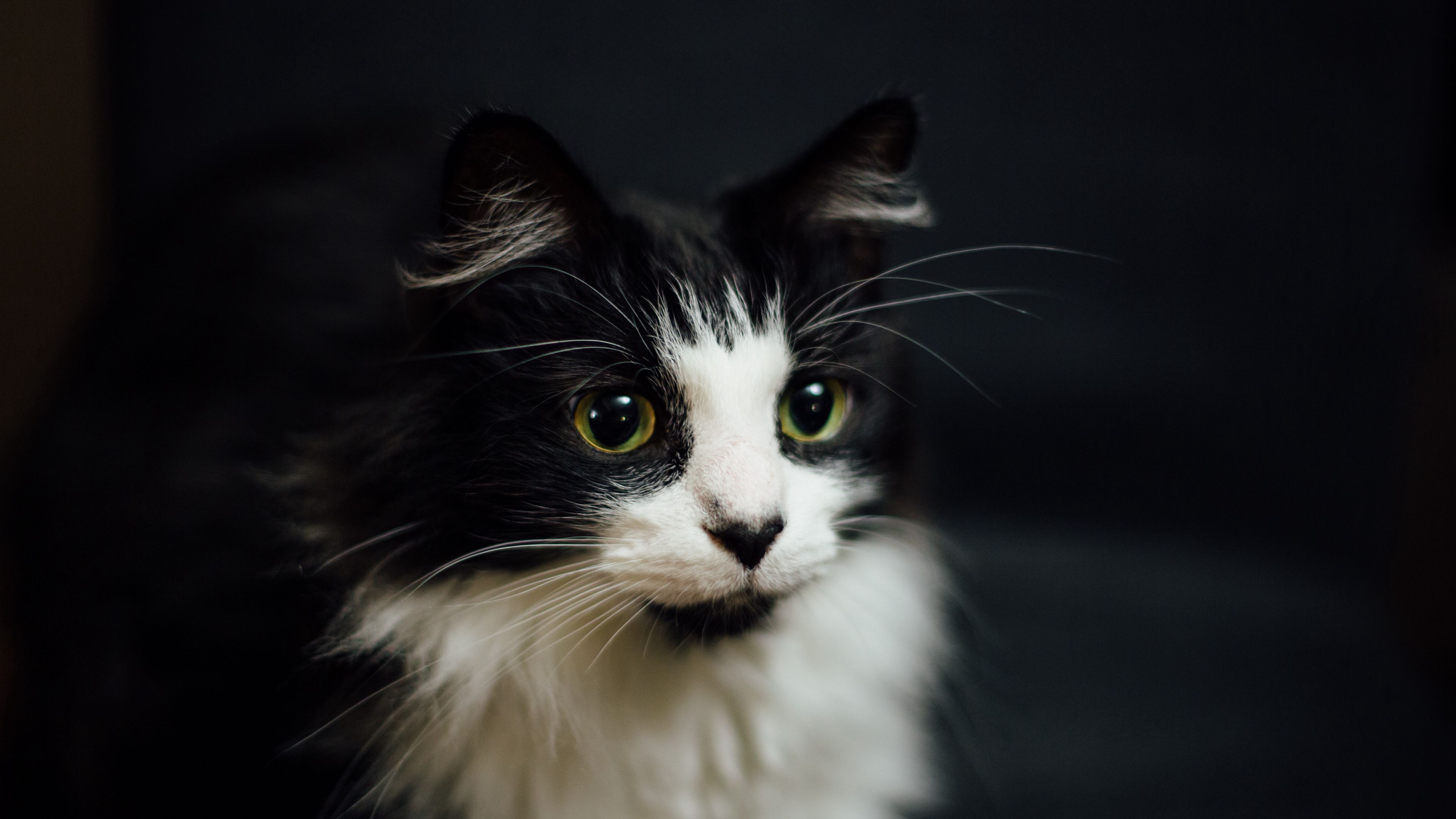 cat, muzzle, fluffy, bw, 4k, HD Wallpaper