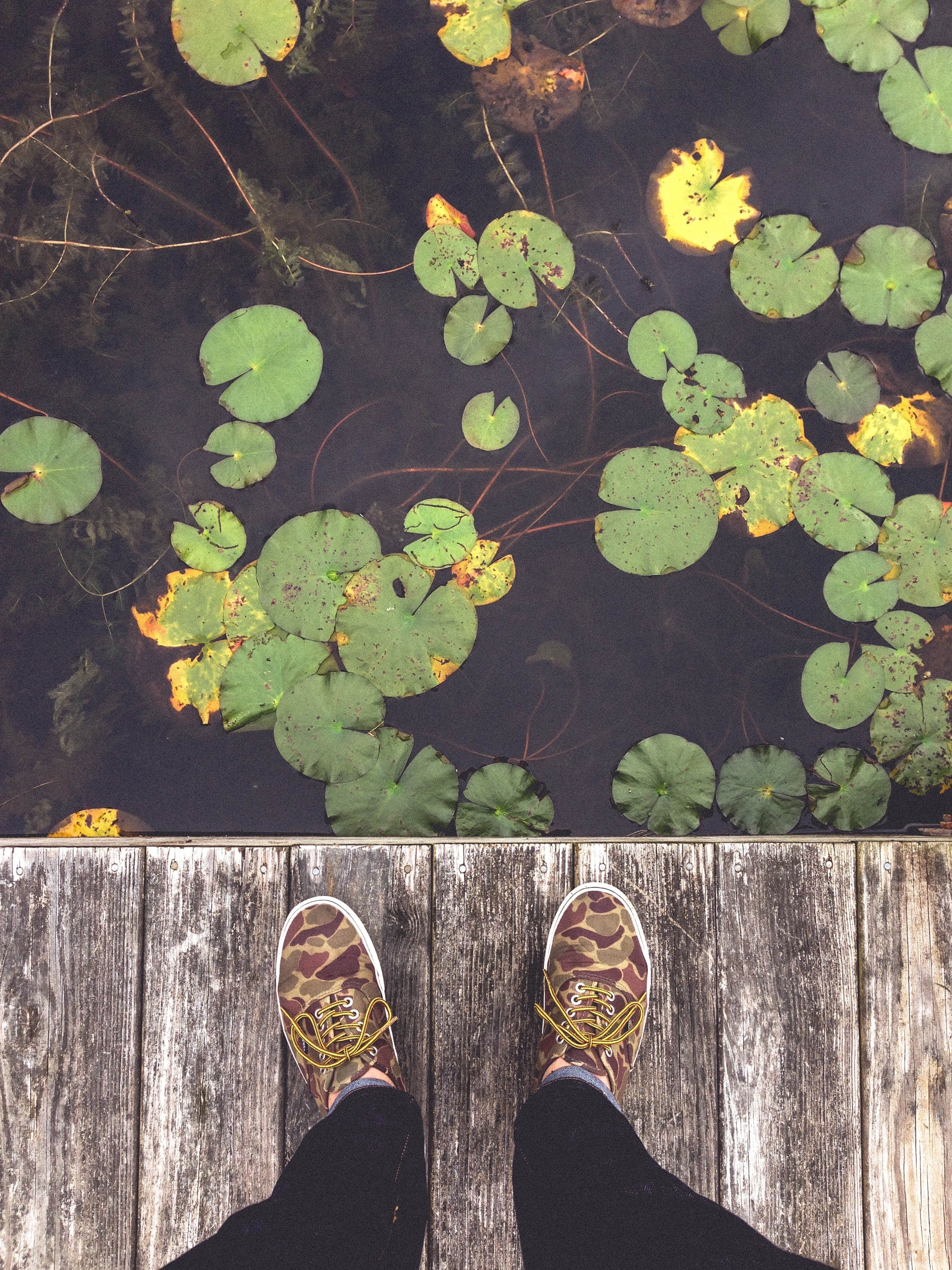 an overhead shot of a persons feet on a wooden deck next lily pads on a pond, looking at the lily pads on a pond 4k, Phone HD Wallpaper