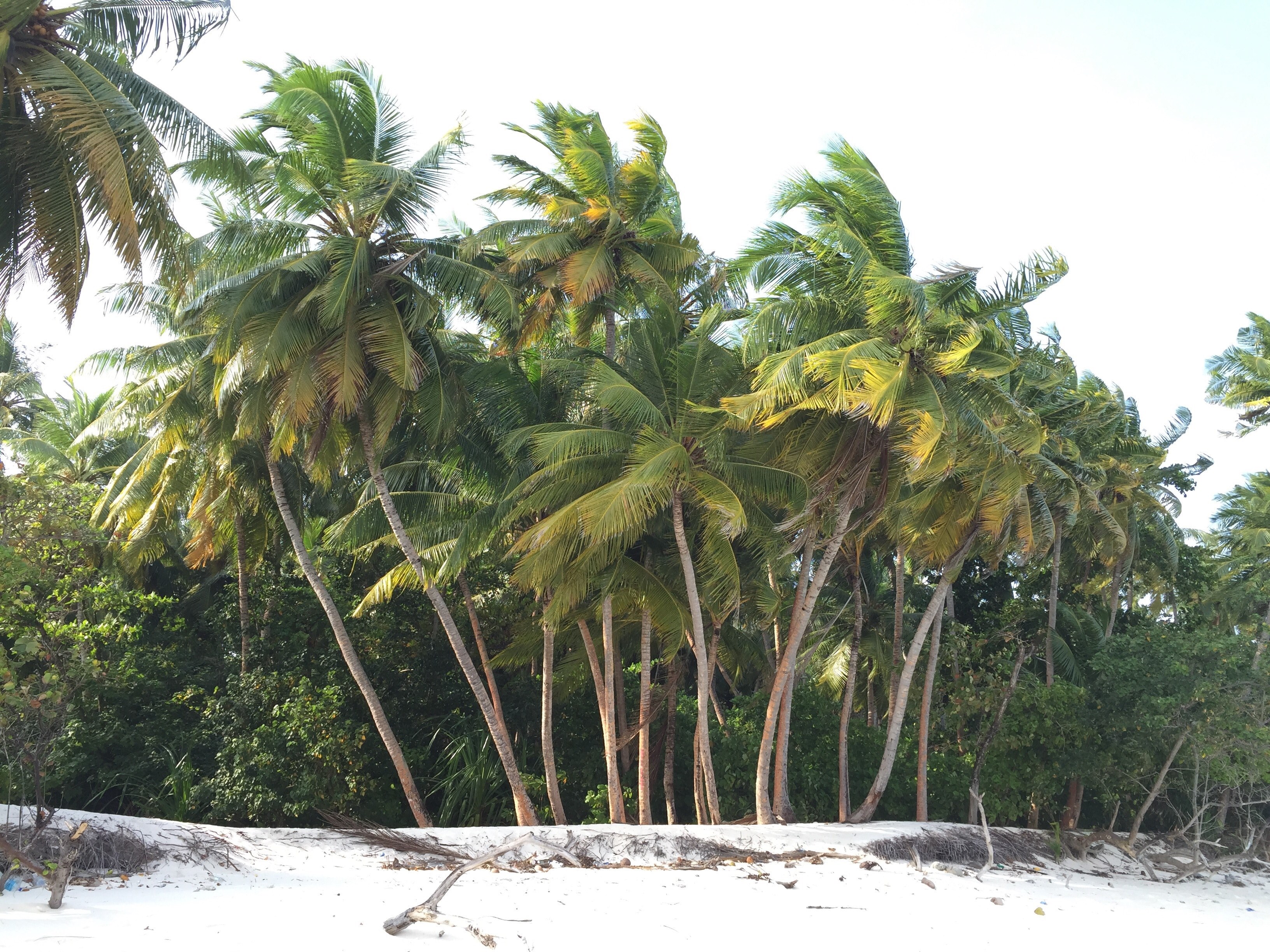 palm trees on a beach on the coast, palm trees on a white beach 4k, HD Wallpaper