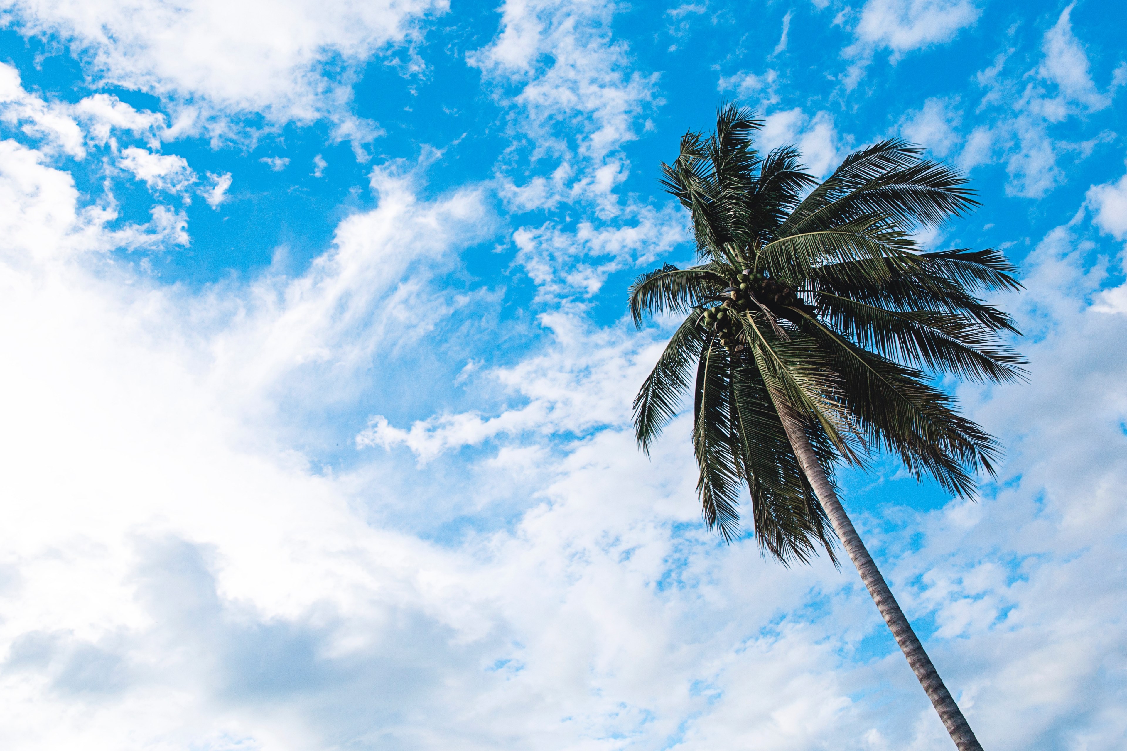 looking up at a palm tree against a bright blue sky with bright clouds, bright white clouds 4k, HD Wallpaper