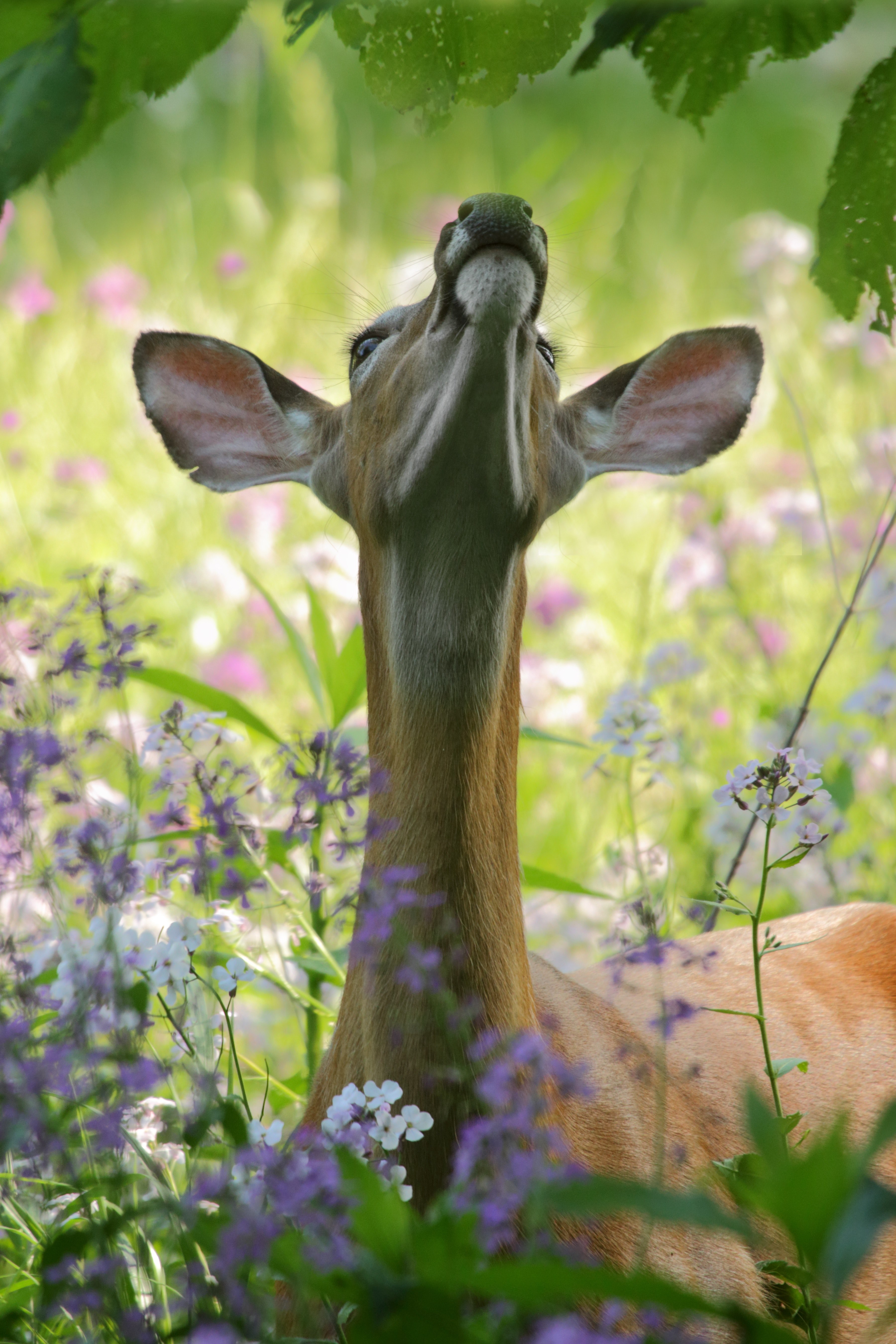 a doe stretching its neck to reach a leaf, reach 4k, Phone HD Wallpaper