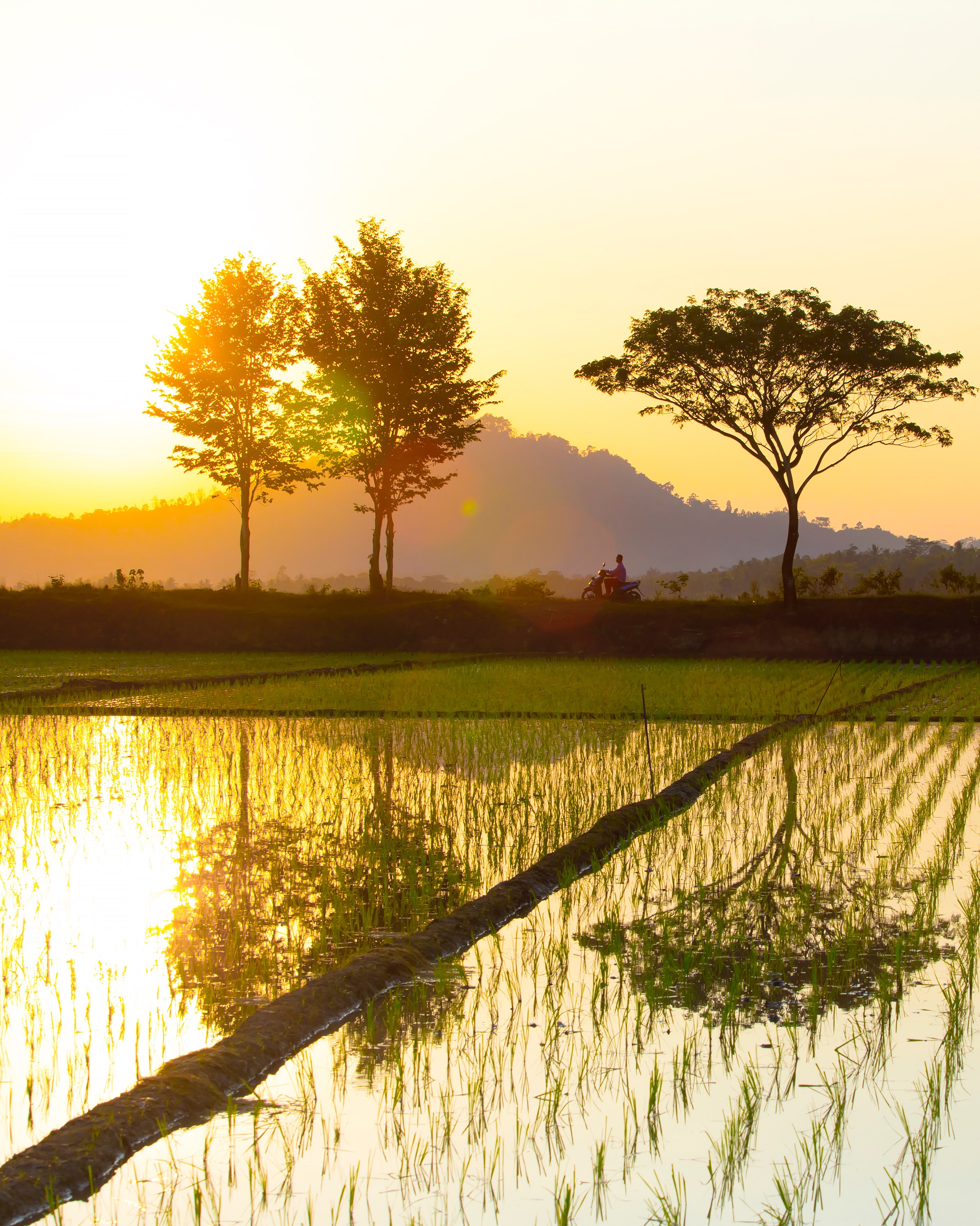 rice fields 4k, Phone HD Wallpaper