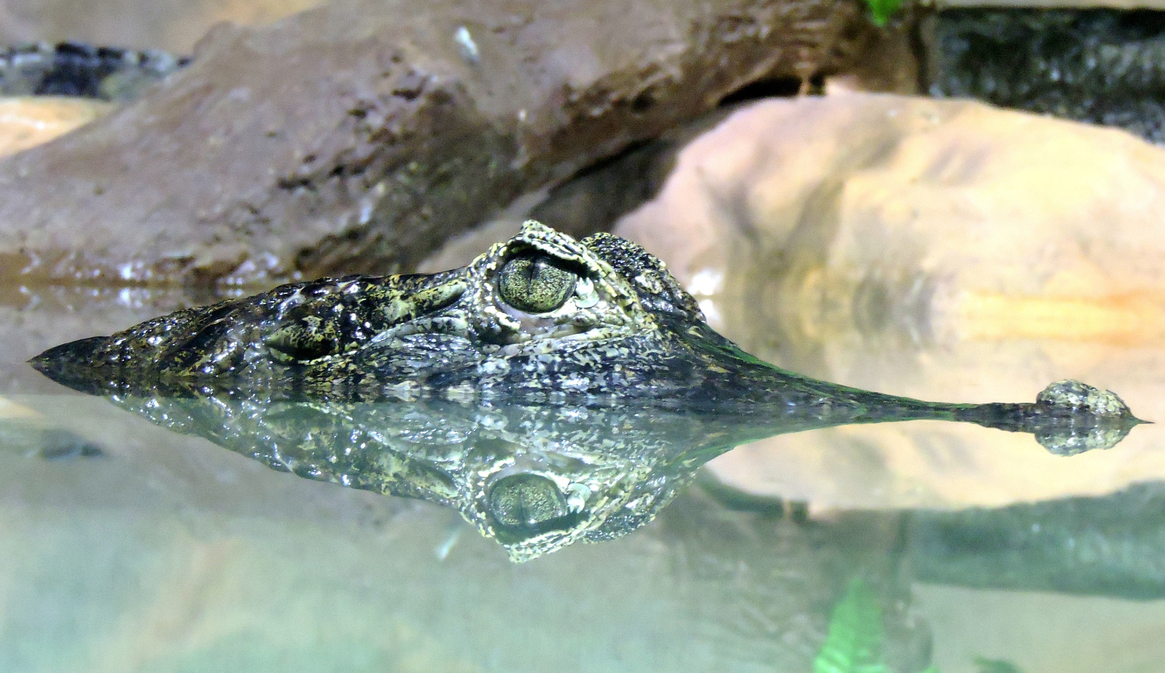 crocodile peeking out from a cloudy body of water, swimming crocodile 4k, HD Wallpaper