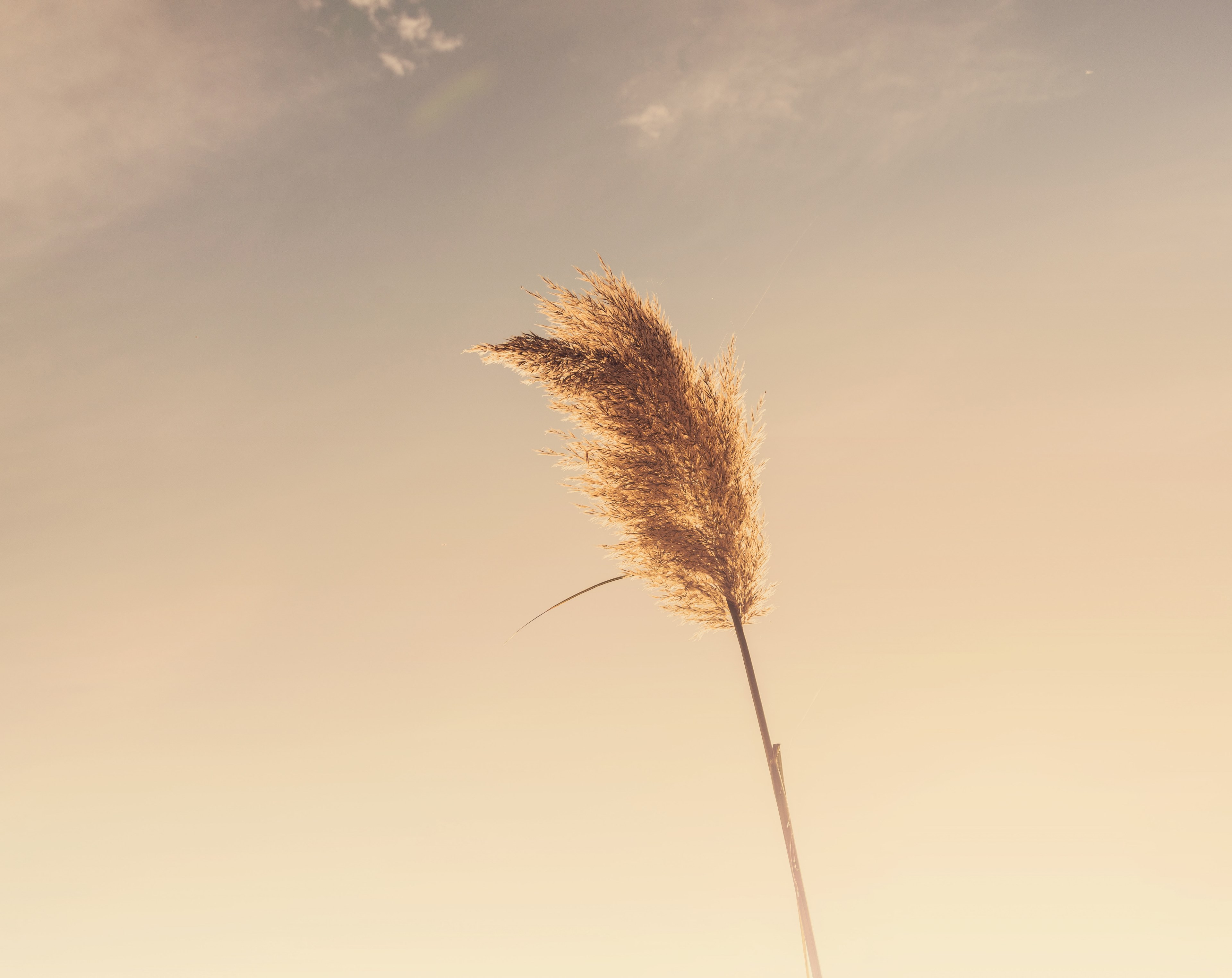 a single golden ear of wheat waving in the wind against a bright sky, lone ear of wheat 4k, HD Wallpaper
