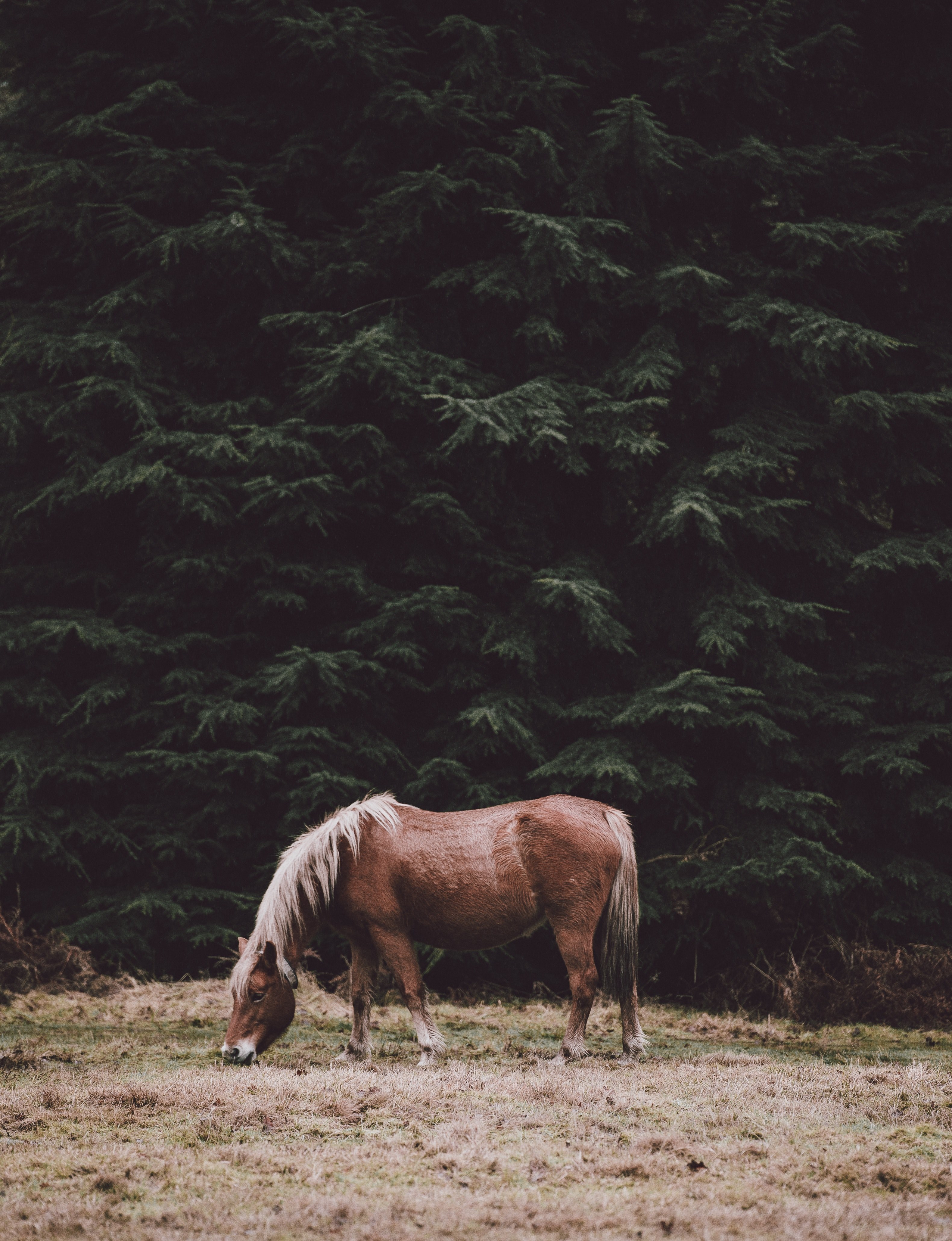 a chestnut horse grazing on dry grass near tall evergreen trees, horse grazing in the shade of conifers 4k, Phone HD Wallpaper