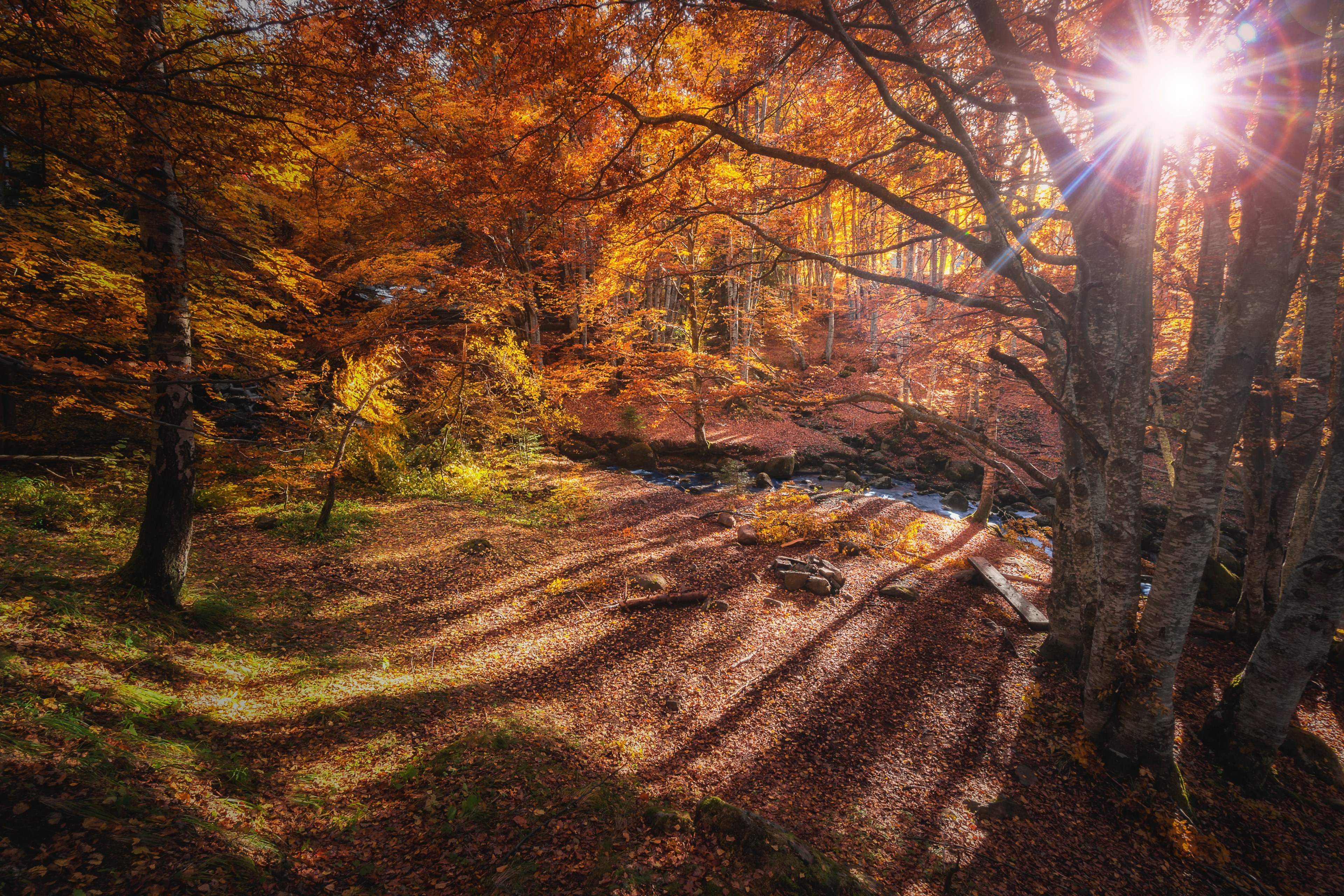 autumn in vitosha mountain bulgaria 4k, HD Wallpaper