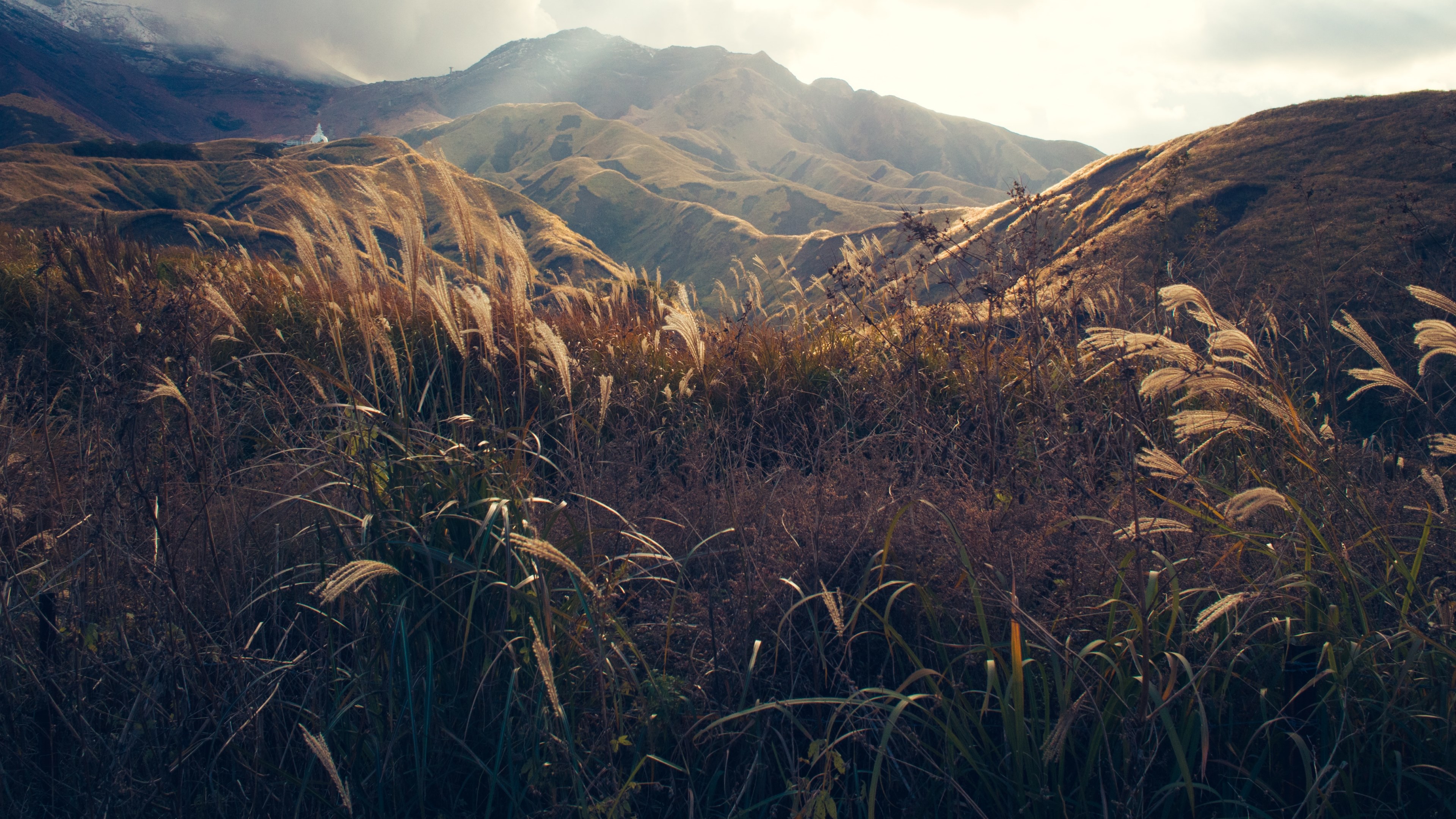 tall blades of golden grass swaying in the wind in front of a scenic mountain landscape, waving grass under mountains 4k, HD Wallpaper