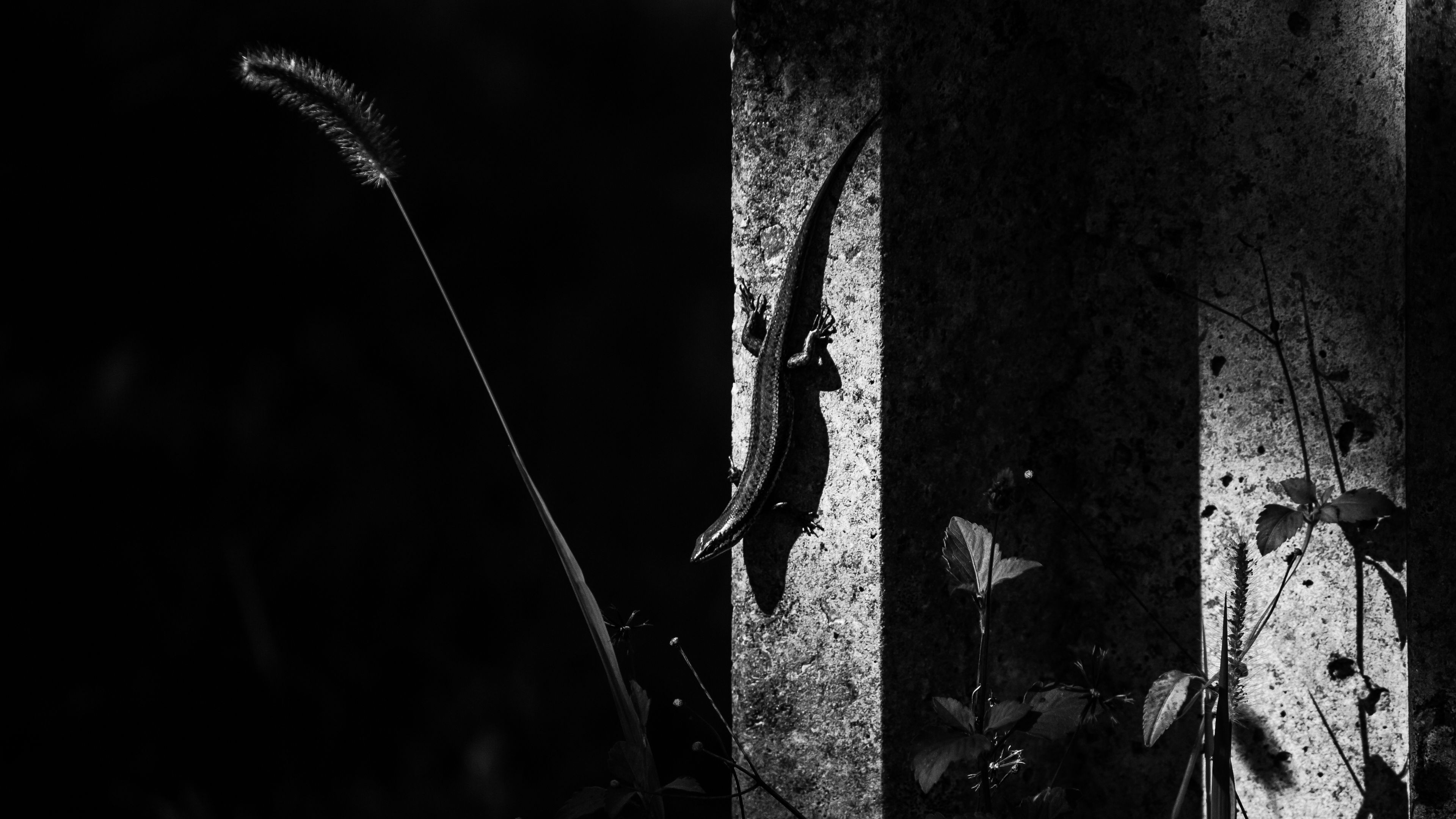 lizard, animal, bw, 4k, HD Wallpaper