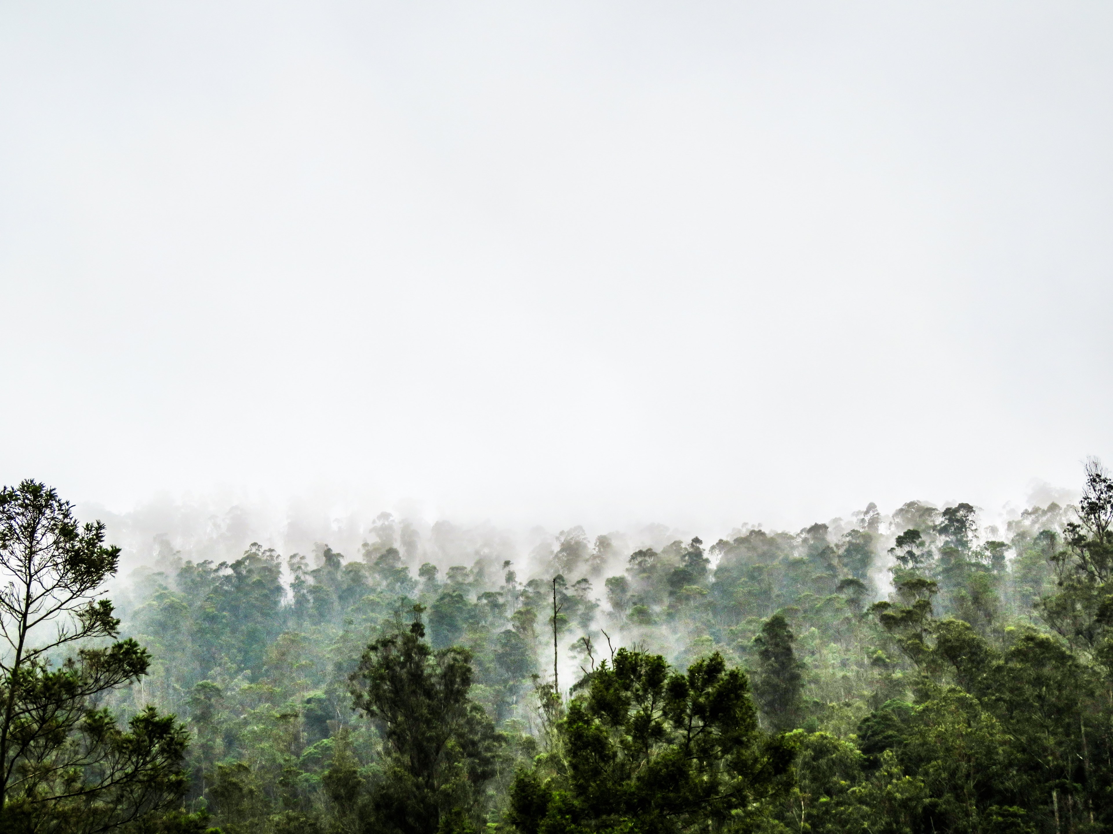 white sky and fog over a humid forest, pale sky over woods 4k, HD Wallpaper