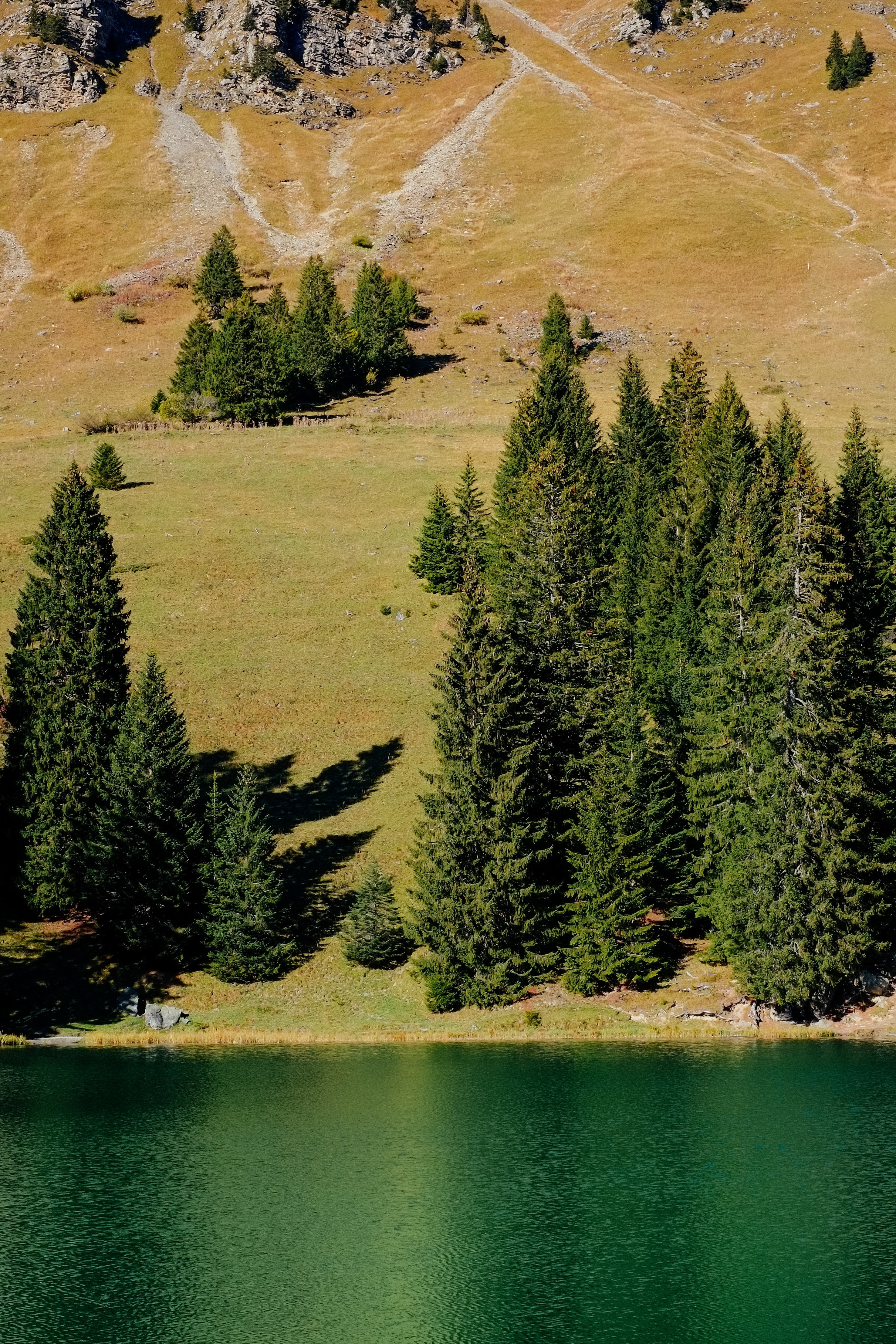 forest water wood and lake hd, 4k, Phone HD Wallpaper