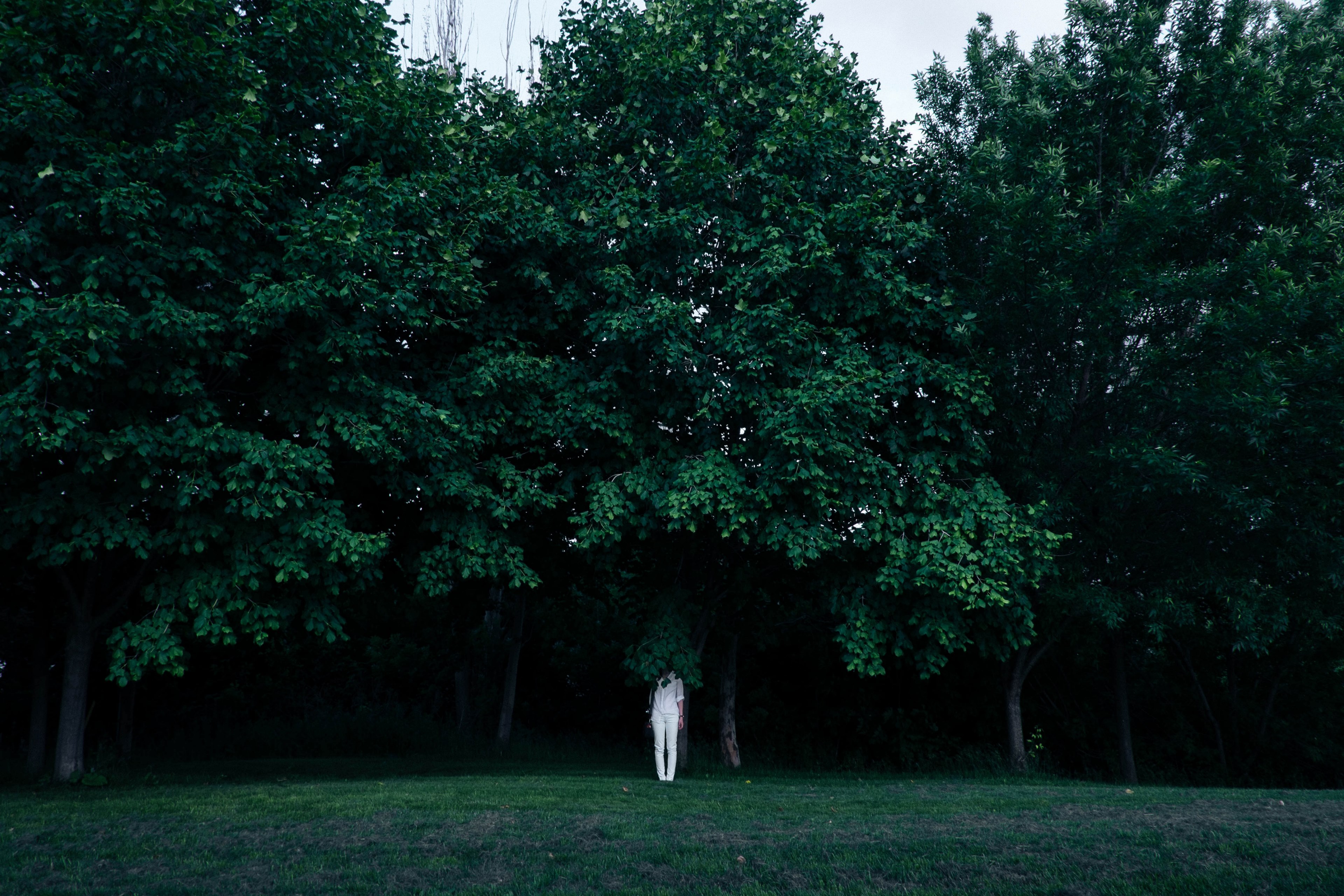 a person dressed in all white standing underneath a tree, _under a tree 4k, HD Wallpaper