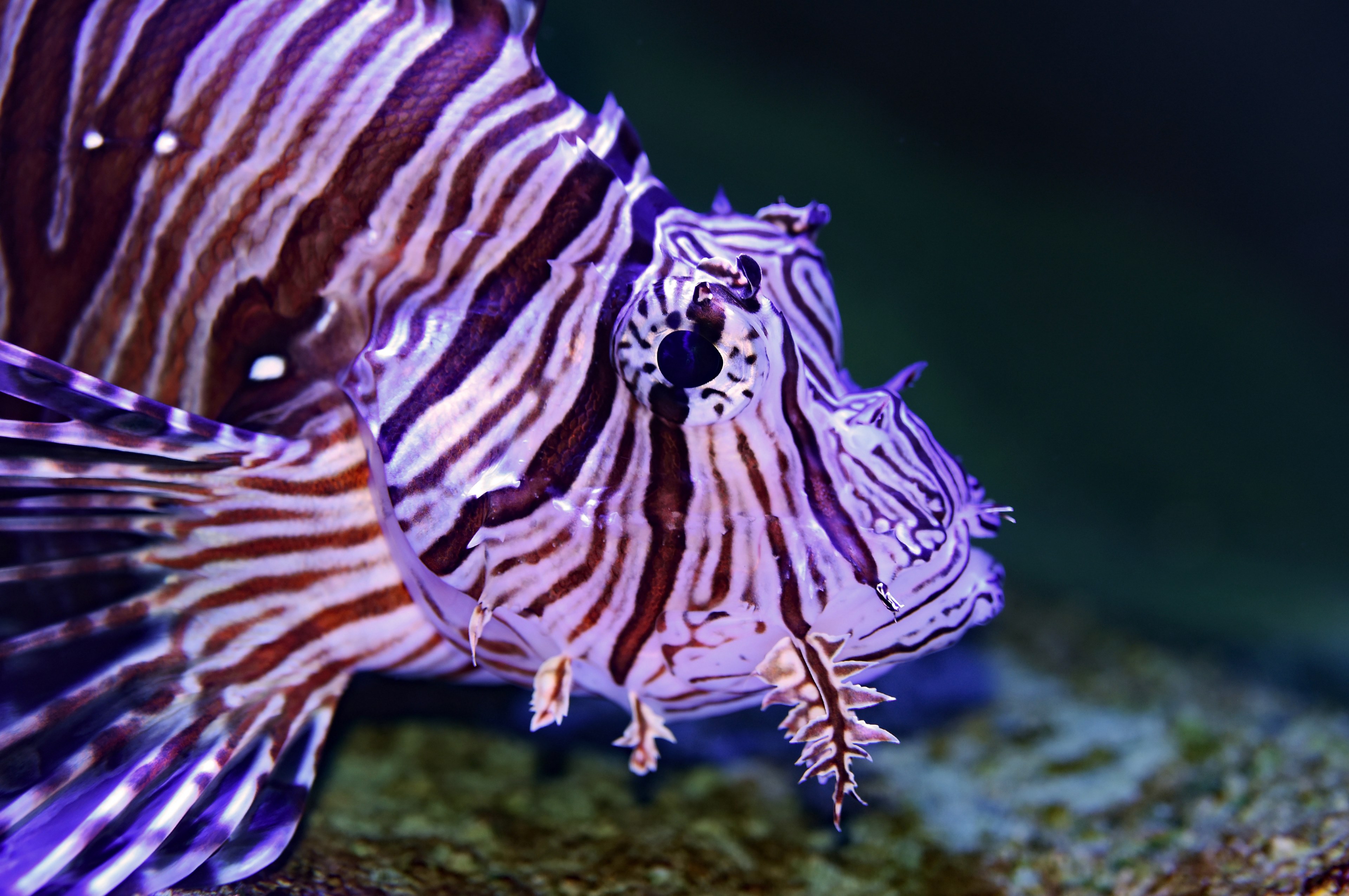 lionfish profile 4k, HD Wallpaper