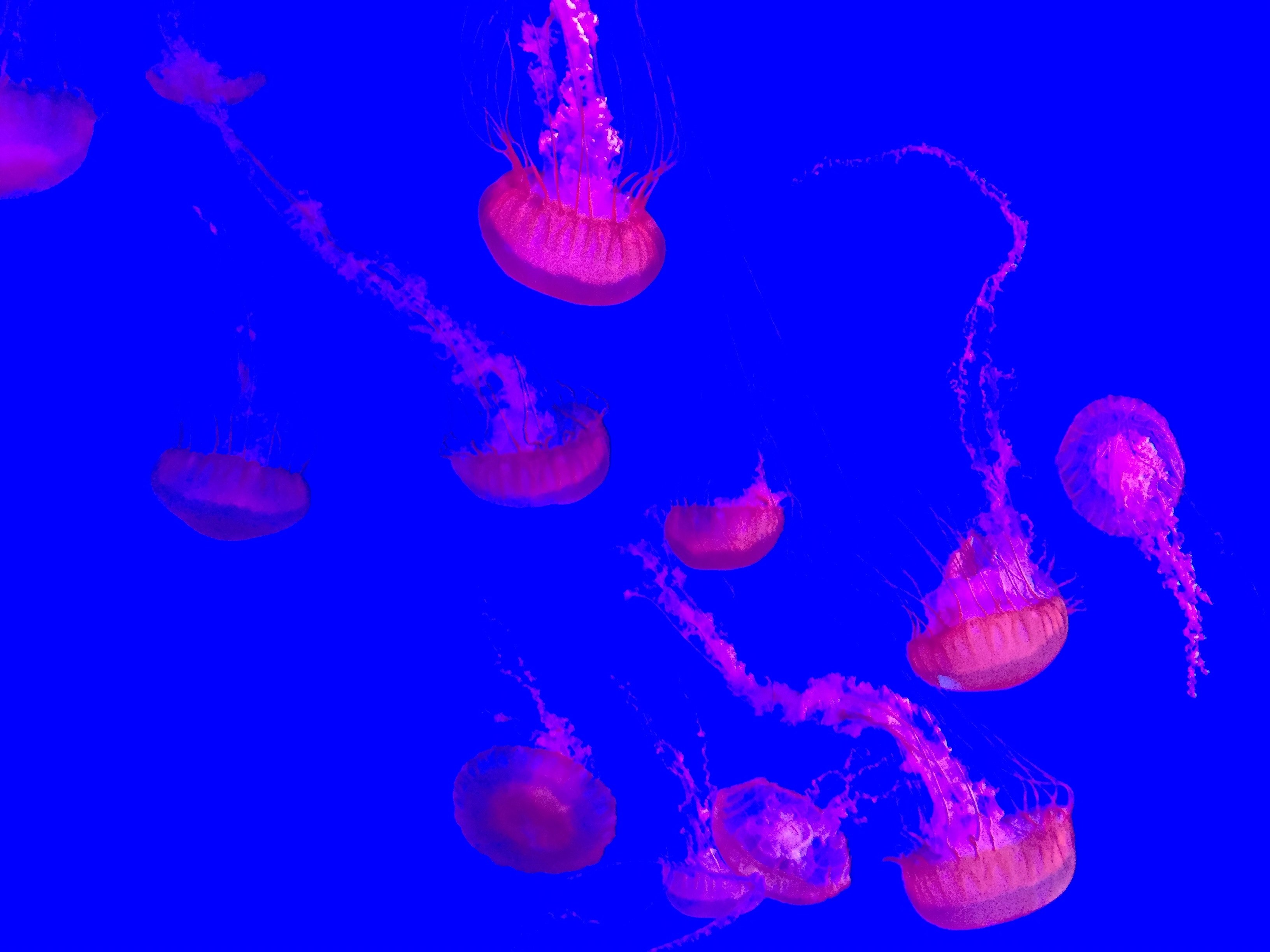 jellyfish sea ocean and water 4k, HD Wallpaper
