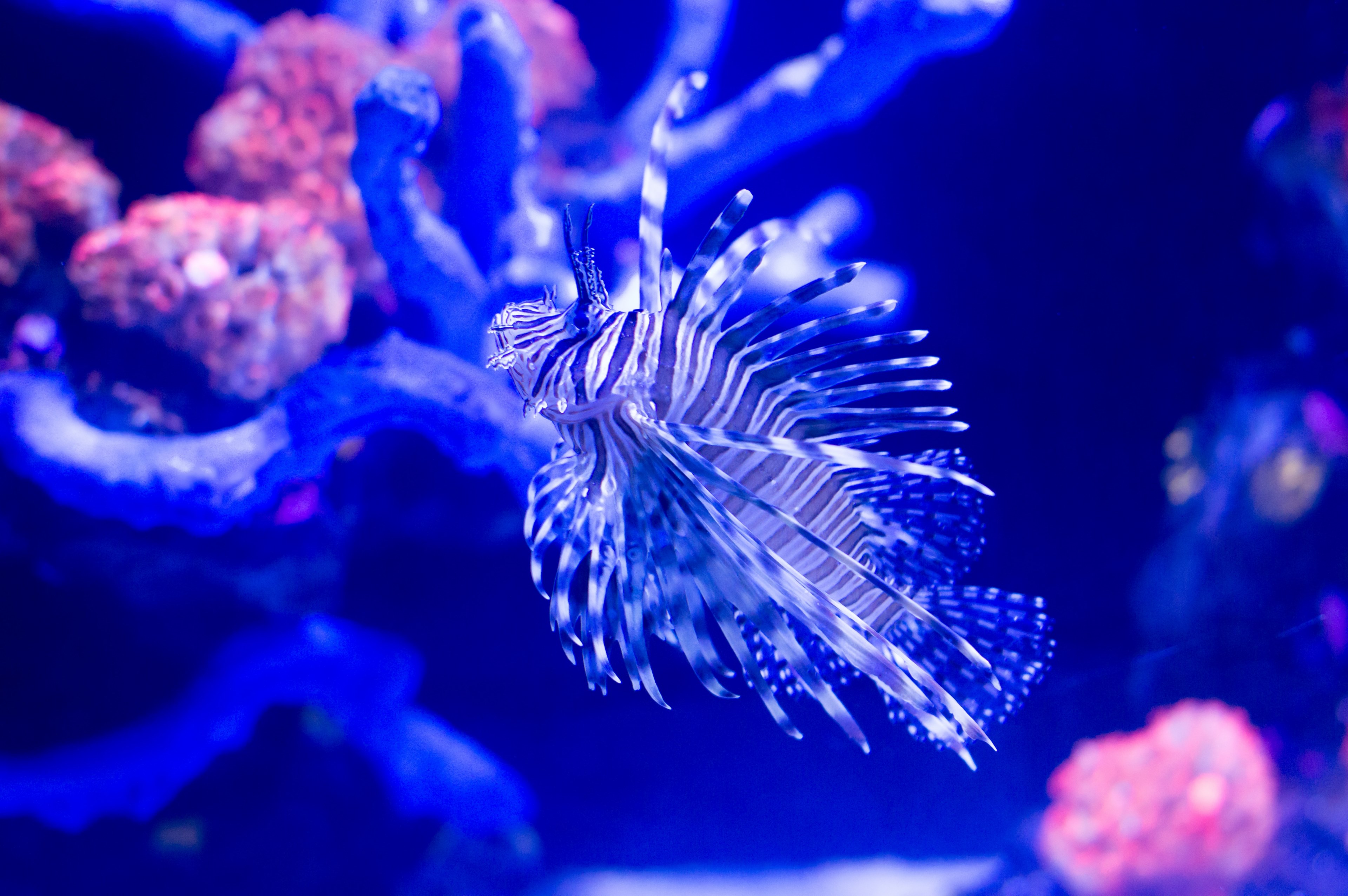 creature coral sea and ocean 4k, HD Wallpaper