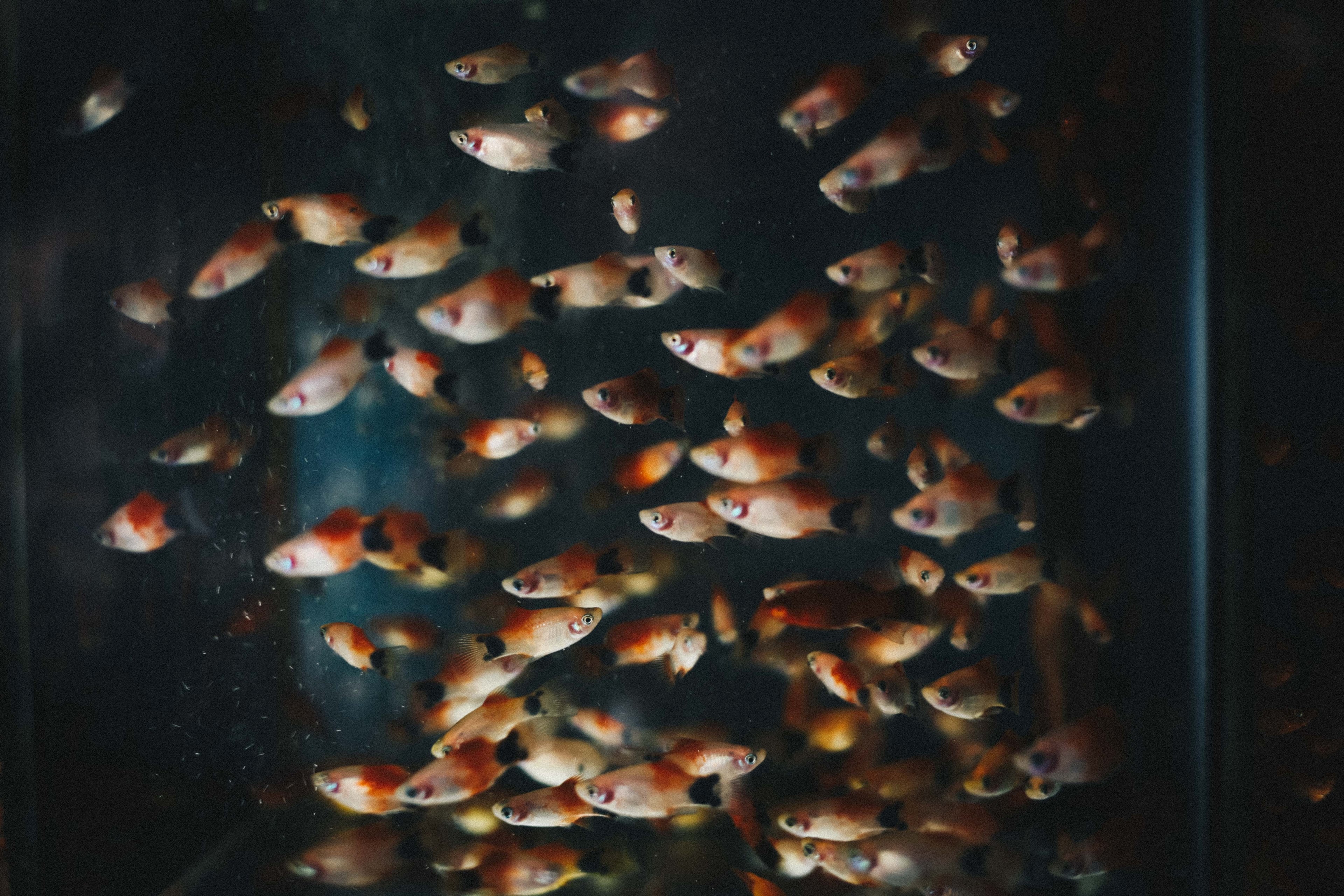 small orange fish in an aquarium, orange fish in an aquarium 4k, HD Wallpaper