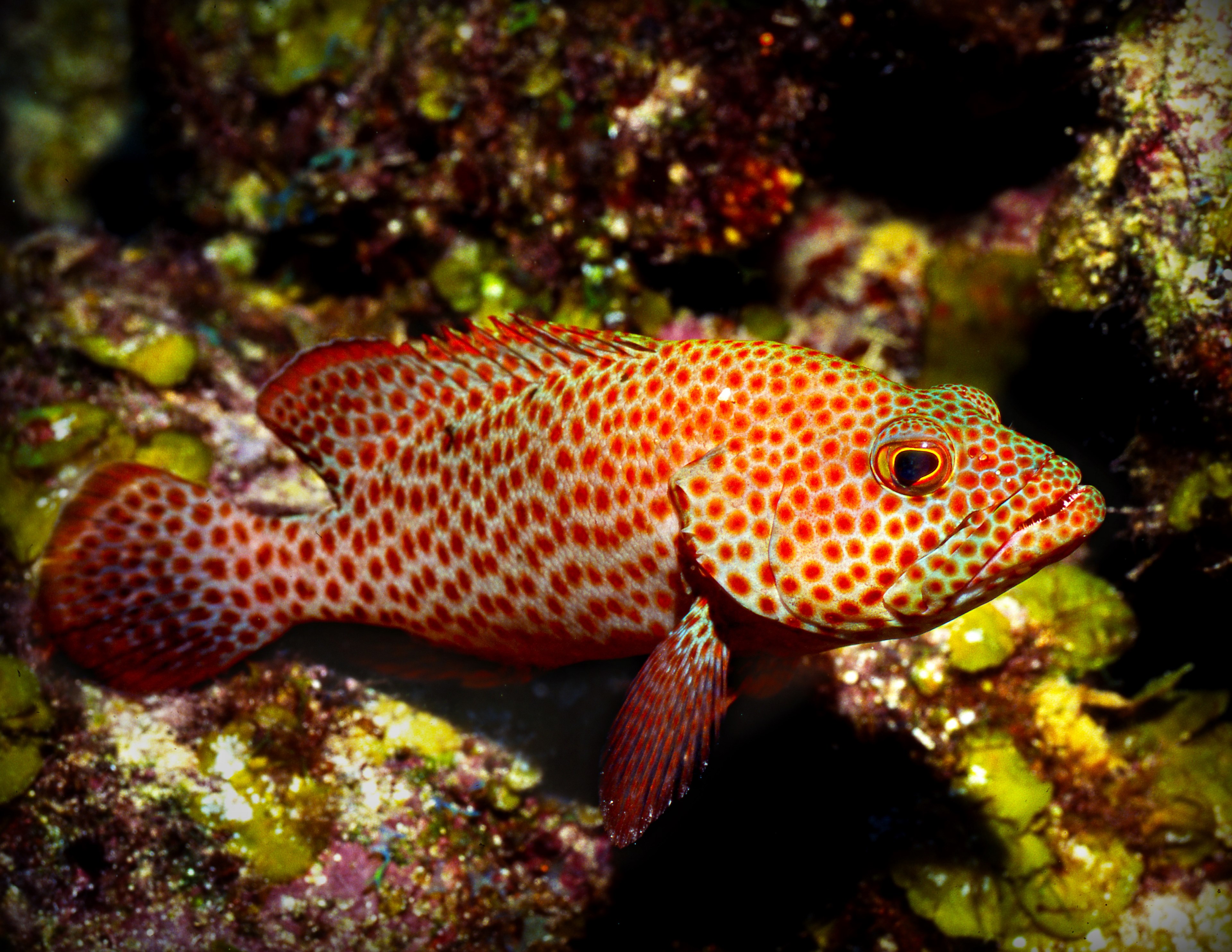 coral reef fish caribbean grouper caribbean reef fish and caribbean coney 4k, HD Wallpaper