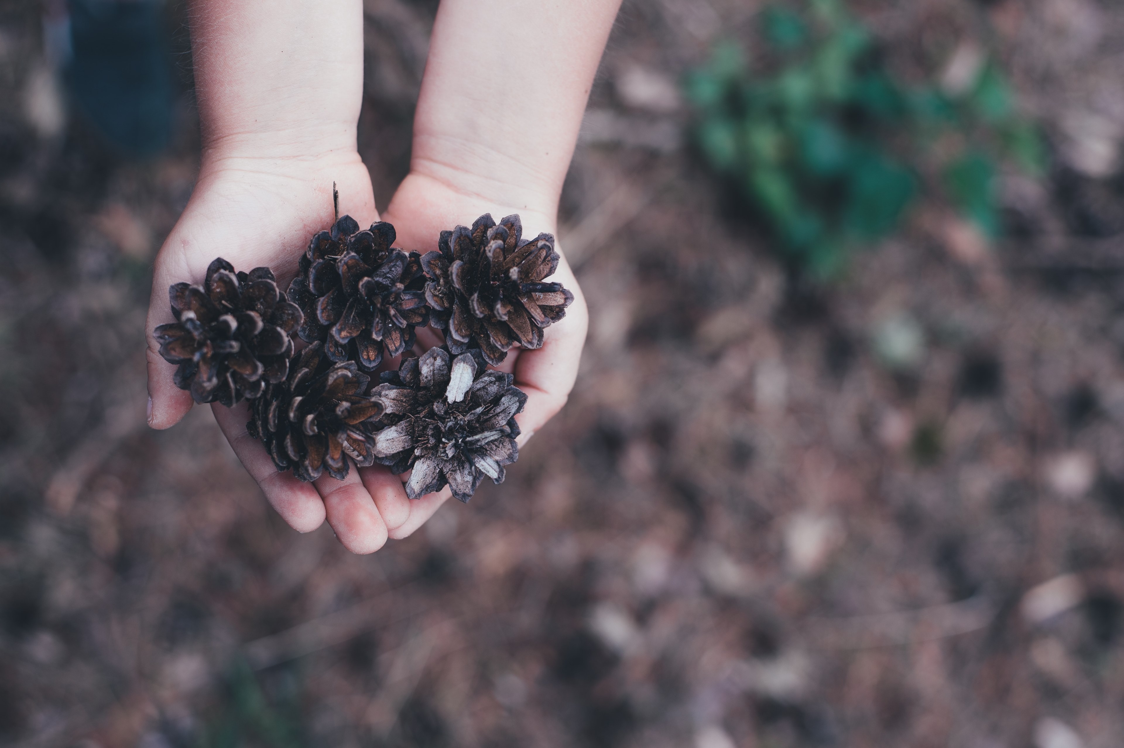 childs hands holding out several pinecones in a forest setting, picking up pinecones 4k, HD Wallpaper