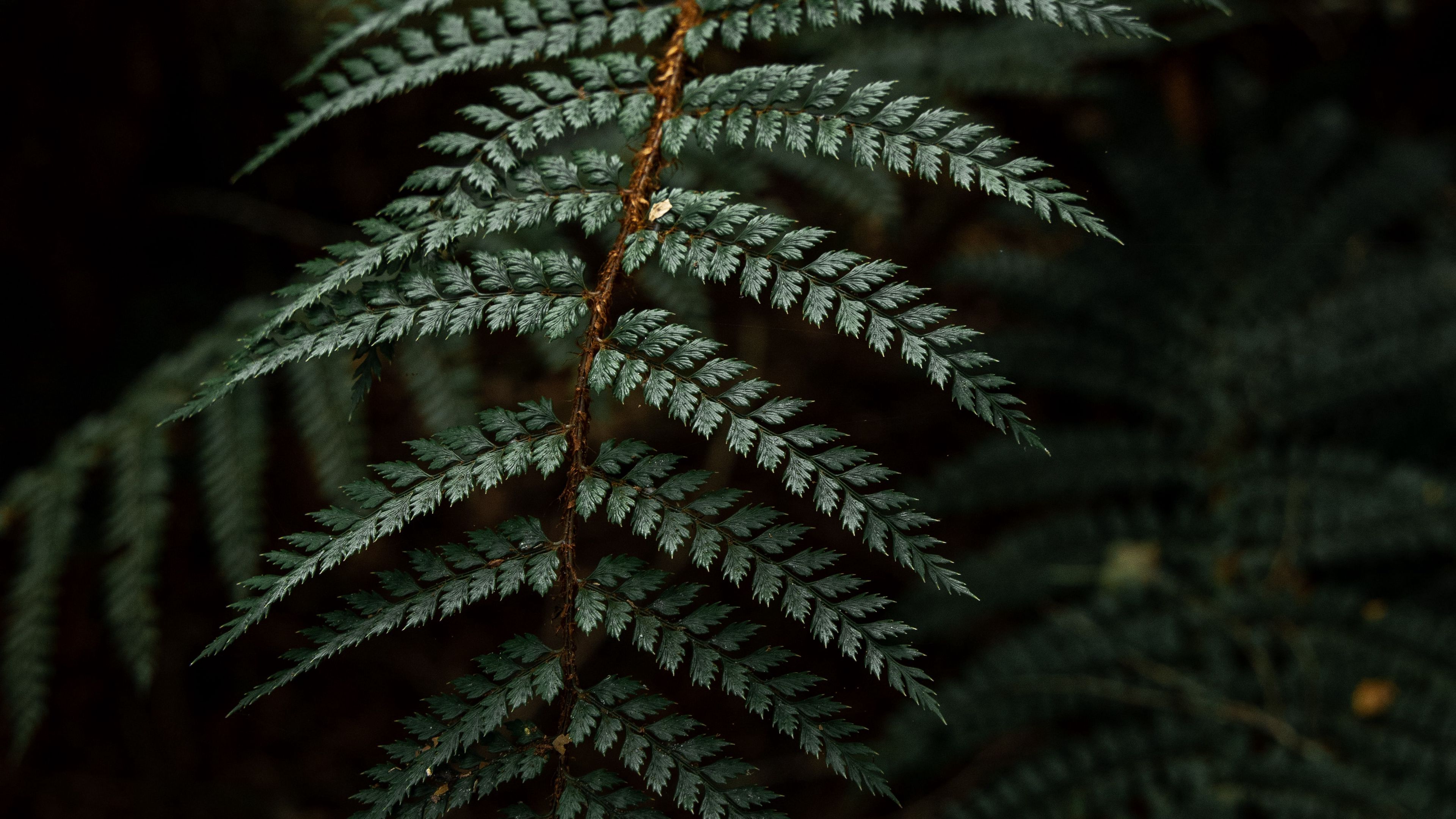 fern, leaf, bushes, dark, 4k, HD Wallpaper