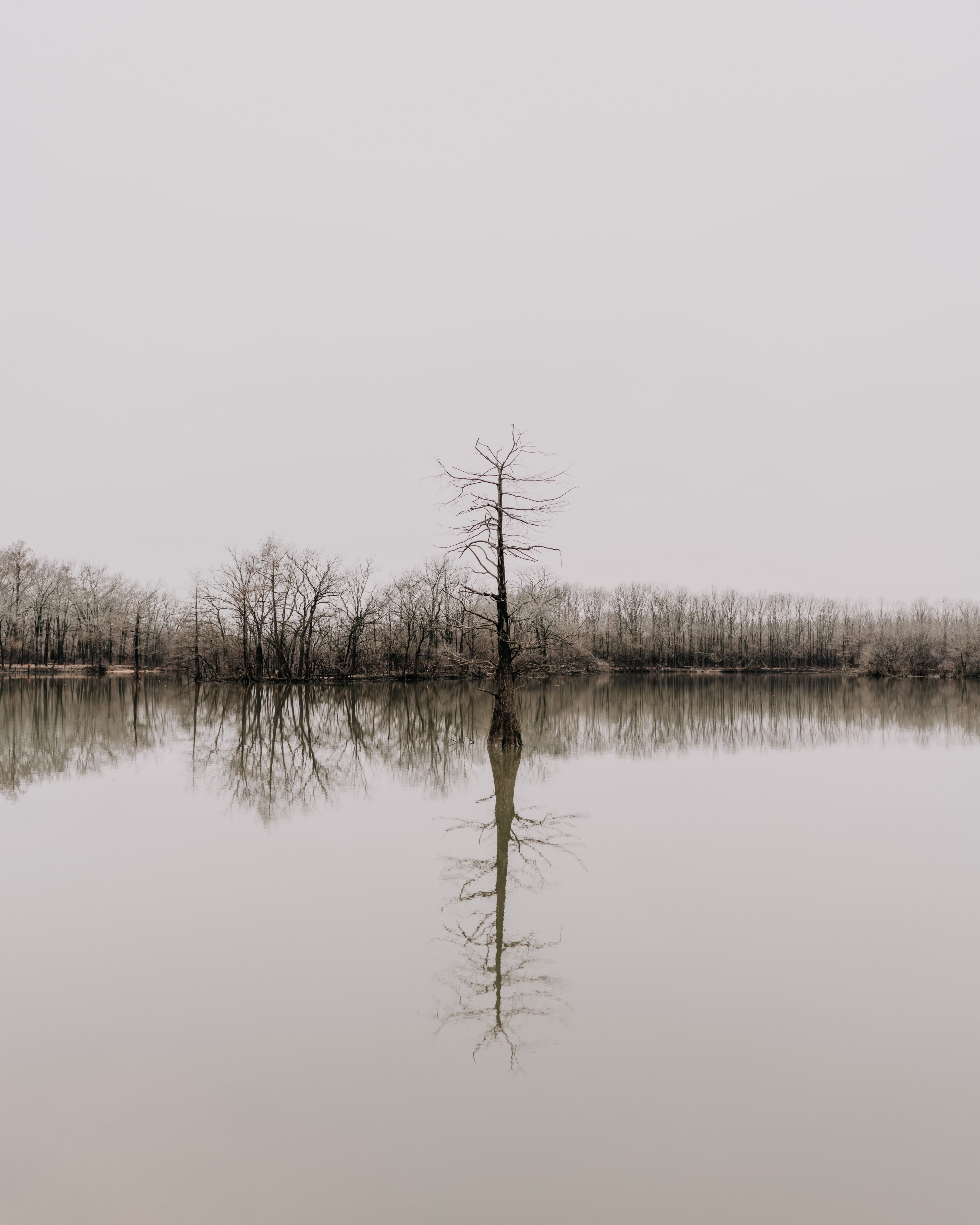 single tree 4k, Phone HD Wallpaper