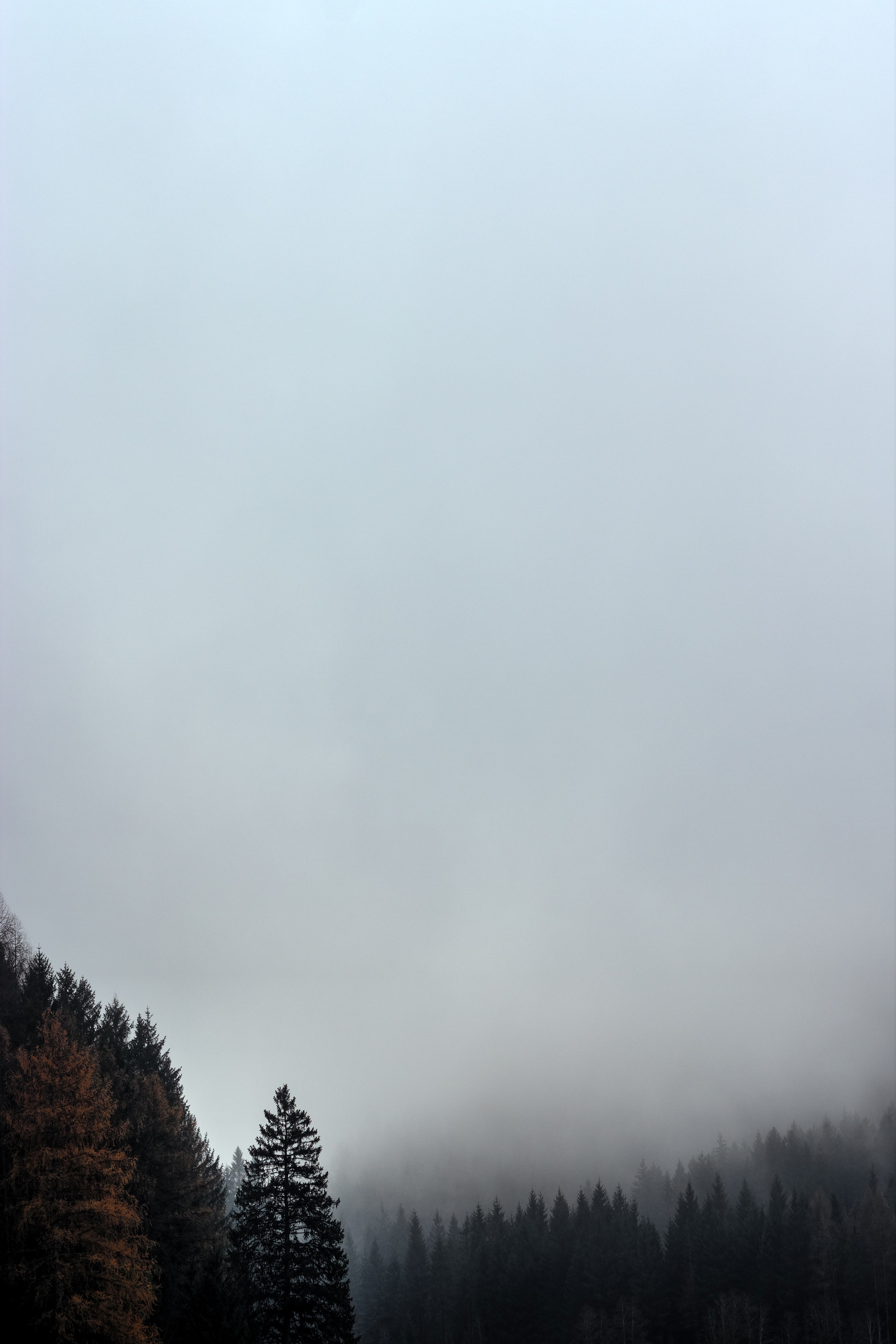 tree woodland forest and mist hd, 4k, Phone HD Wallpaper