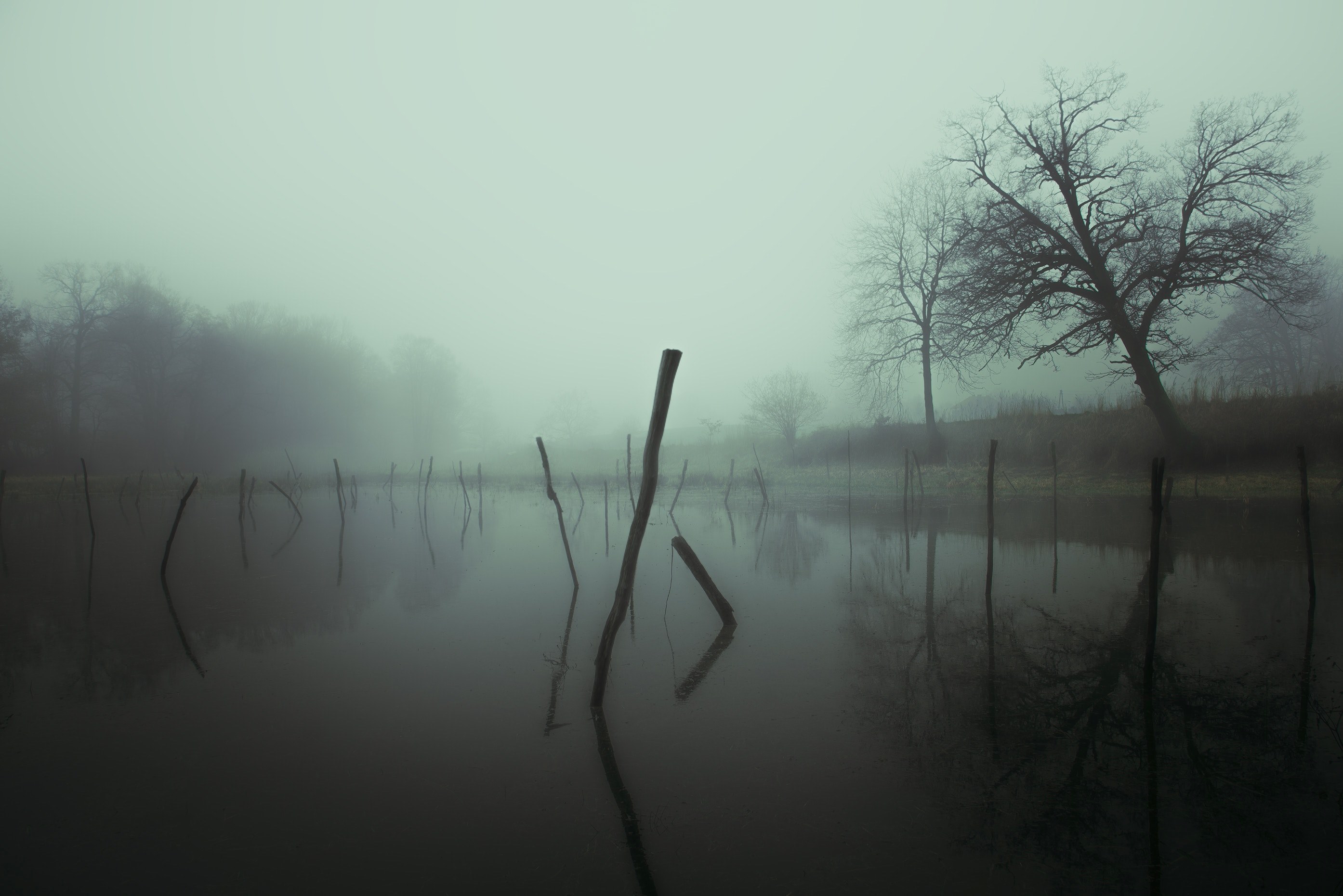tree poland water and calm 4k, HD Wallpaper