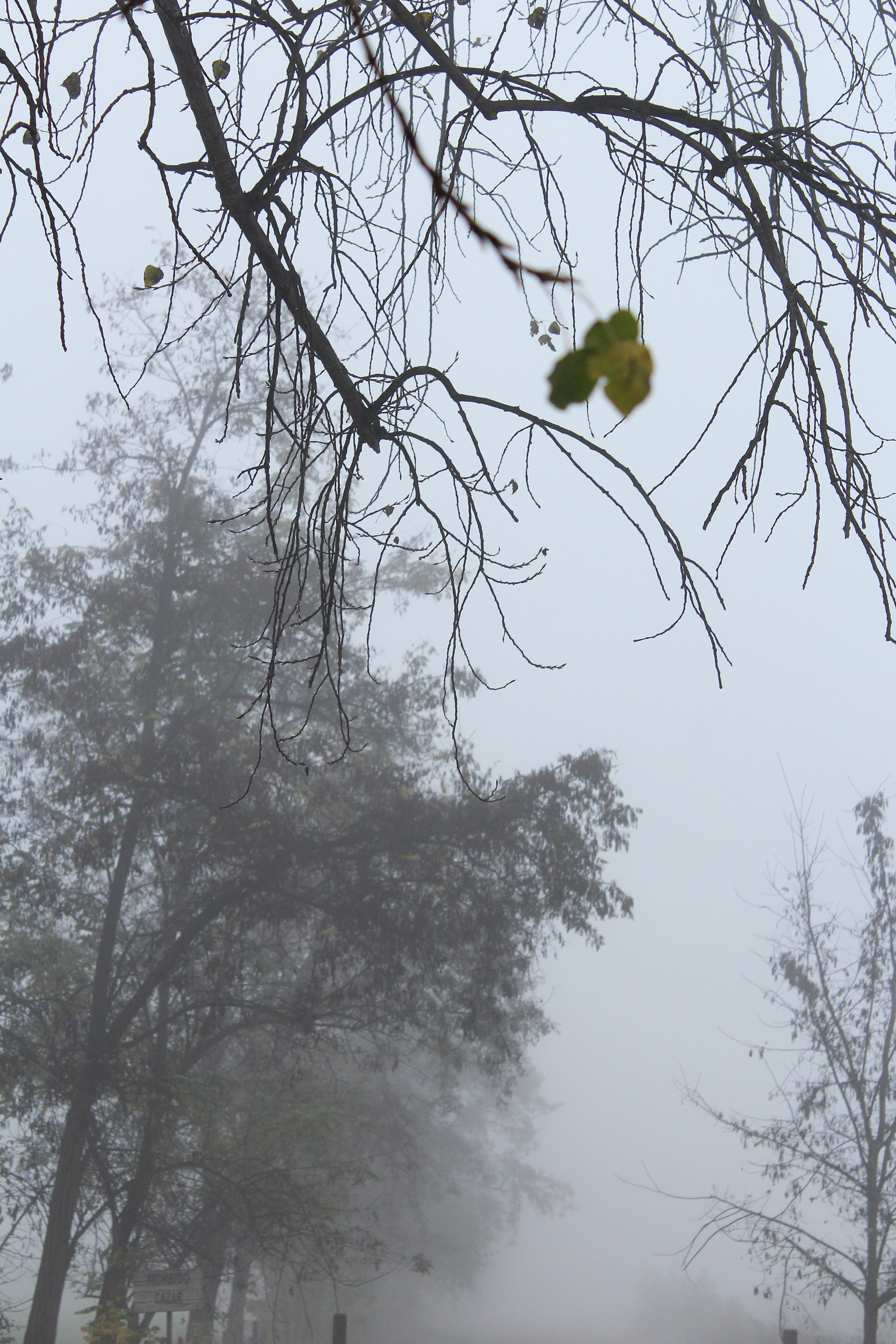 trees during early winter on a foggy day, _tree during winter 4k, Phone HD Wallpaper