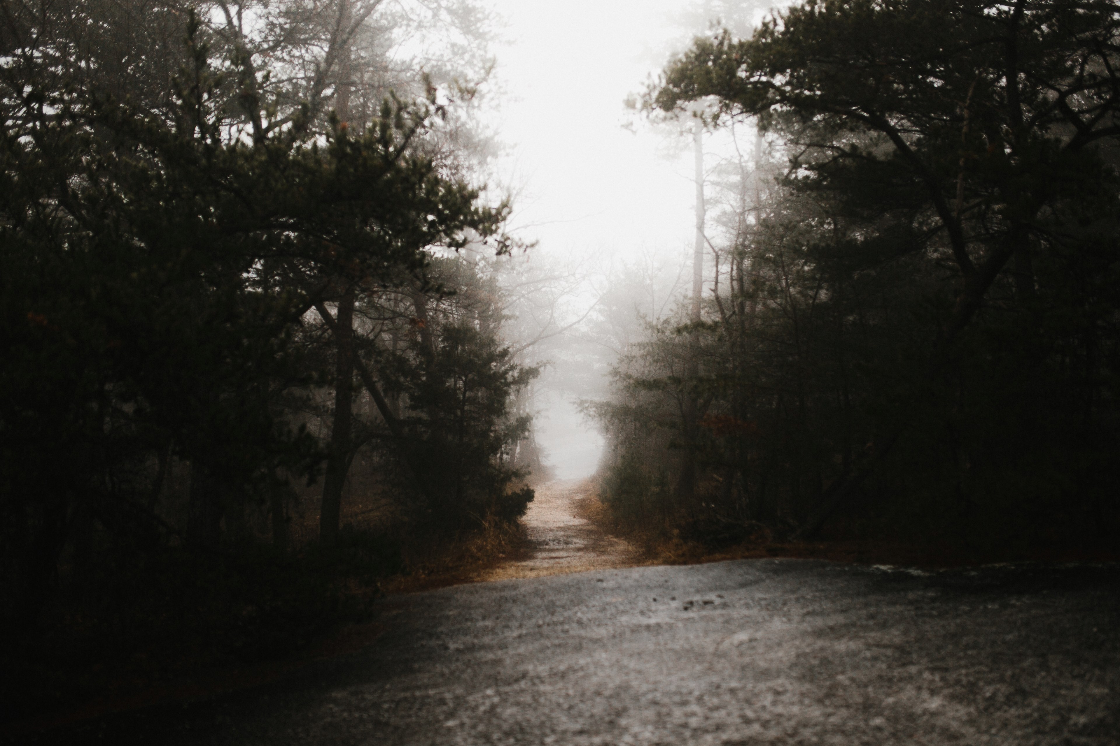 a wide path in the forest covered by fog in stone mountain state park, lost 4k, HD Wallpaper