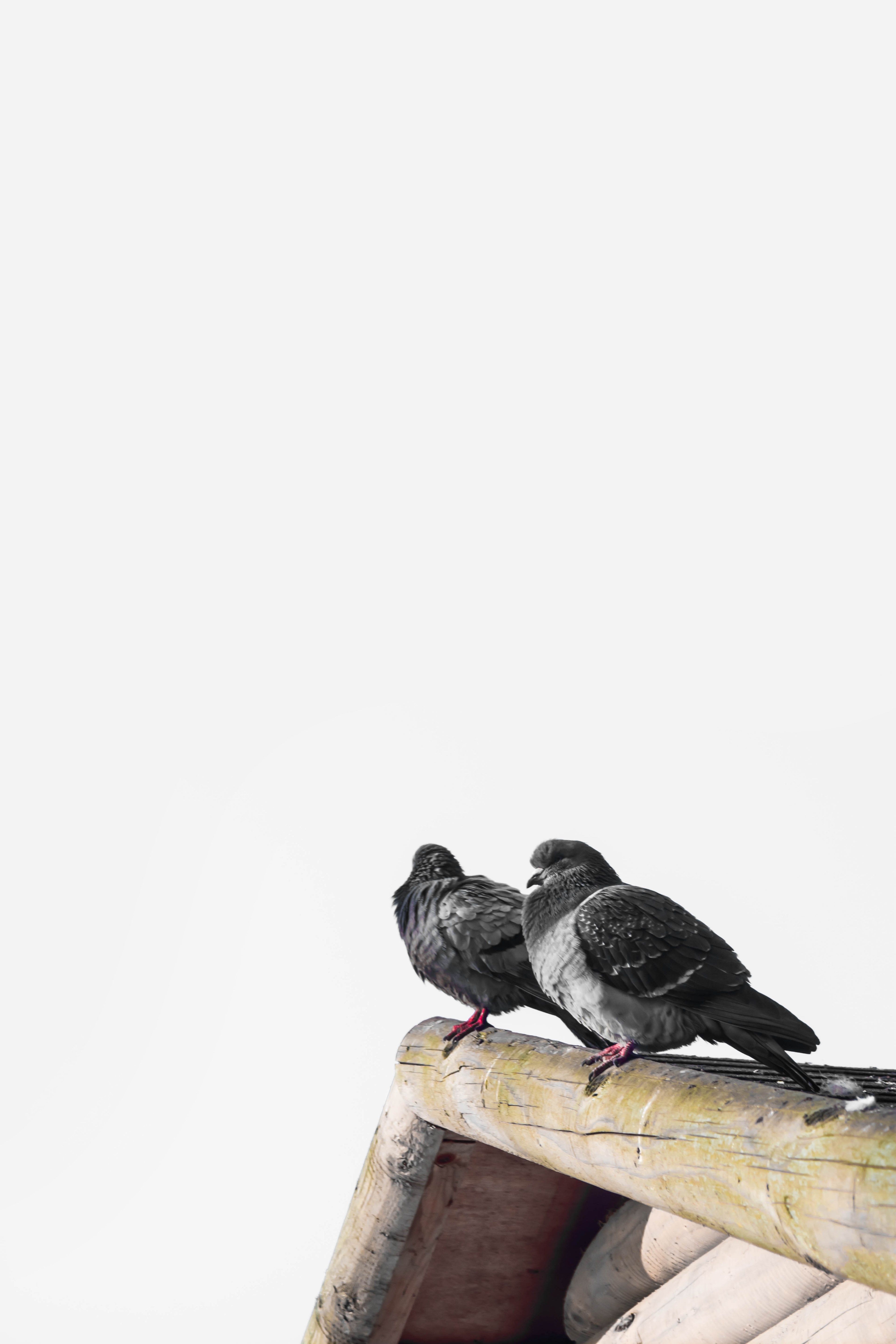 two birds sitting on a ledge, _two birds 4k, Phone HD Wallpaper