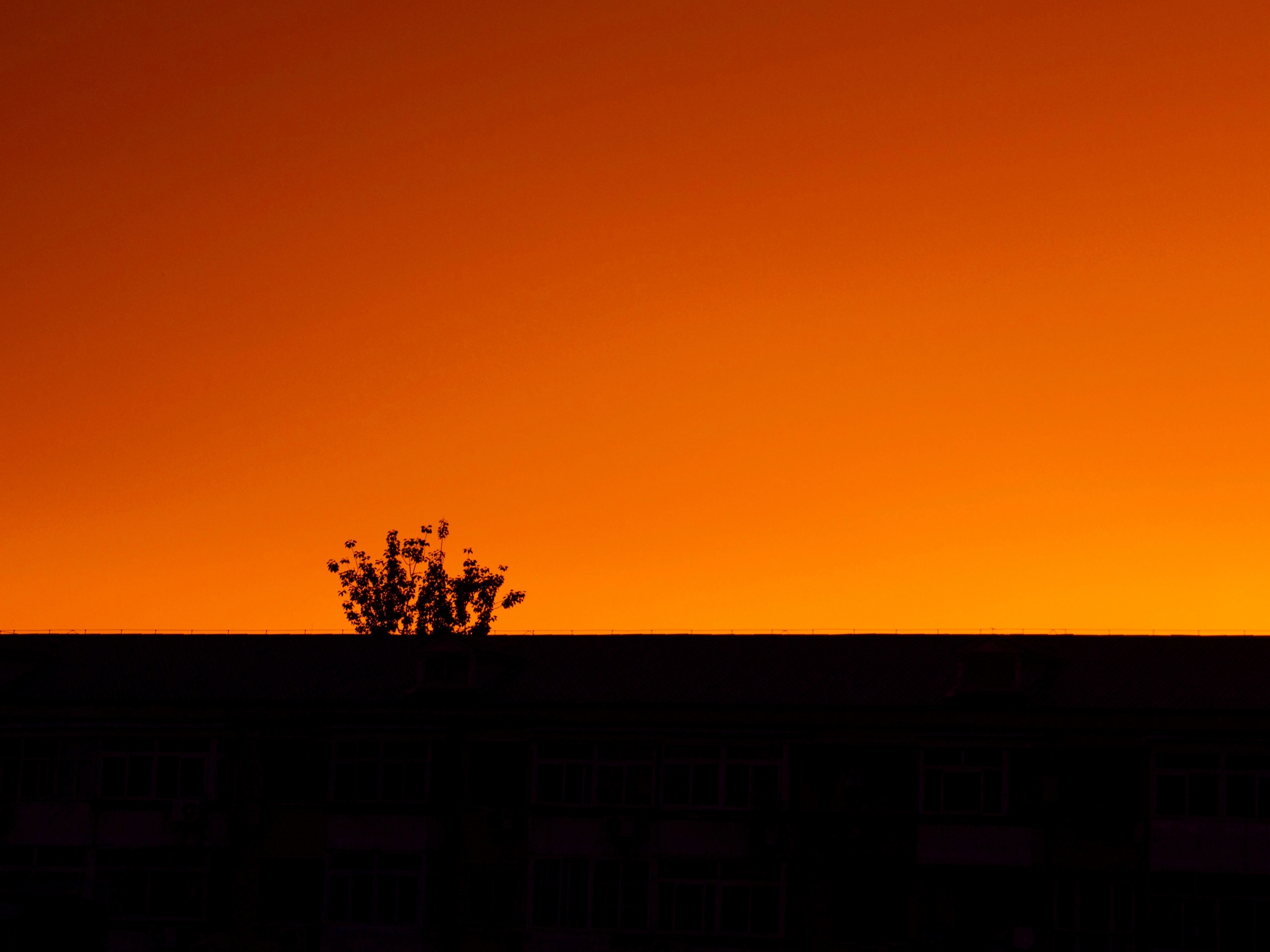 a silhouetted tree in front of a fiery orange sunset sky in beijing, beijing horizon sunset 4k, HD Wallpaper