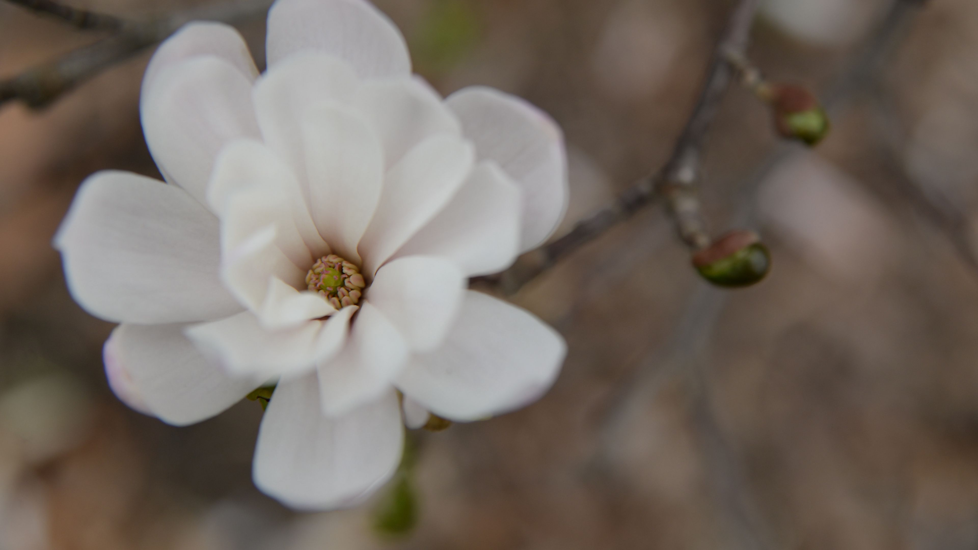 flower, bud, blur, white, 4k, HD Wallpaper