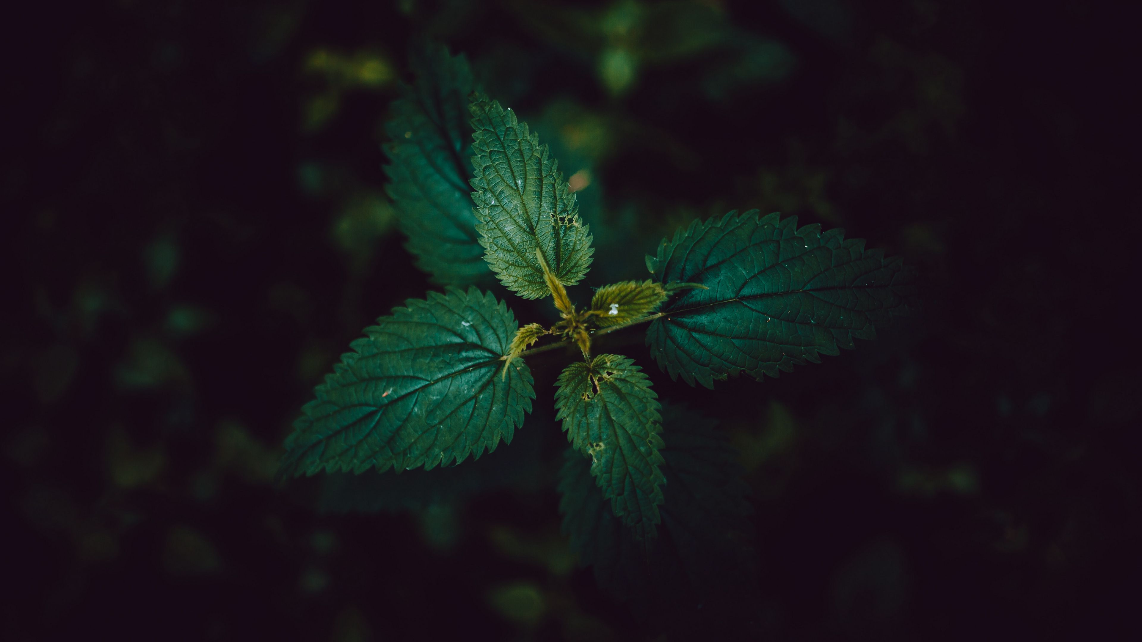 nettle, leaves, dark, 4k, HD Wallpaper