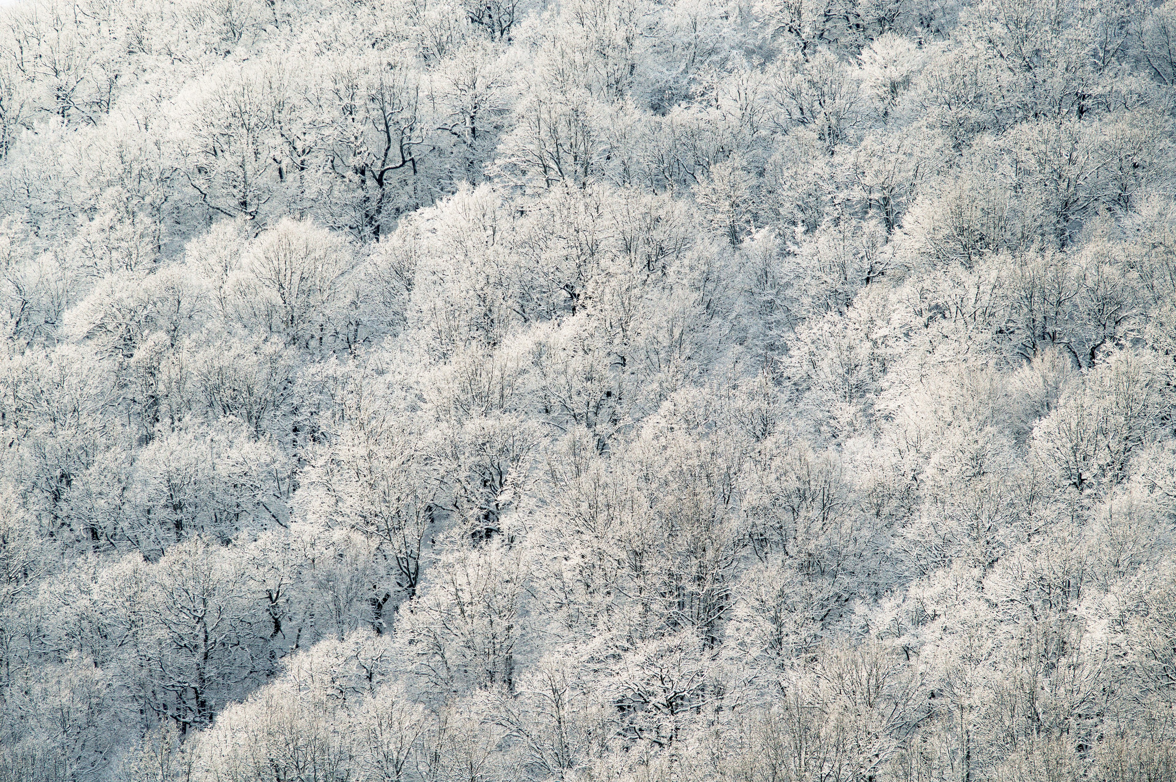a drone shot of snow covered trees in goryachy klyuch, snowy trees in russia 4k, HD Wallpaper