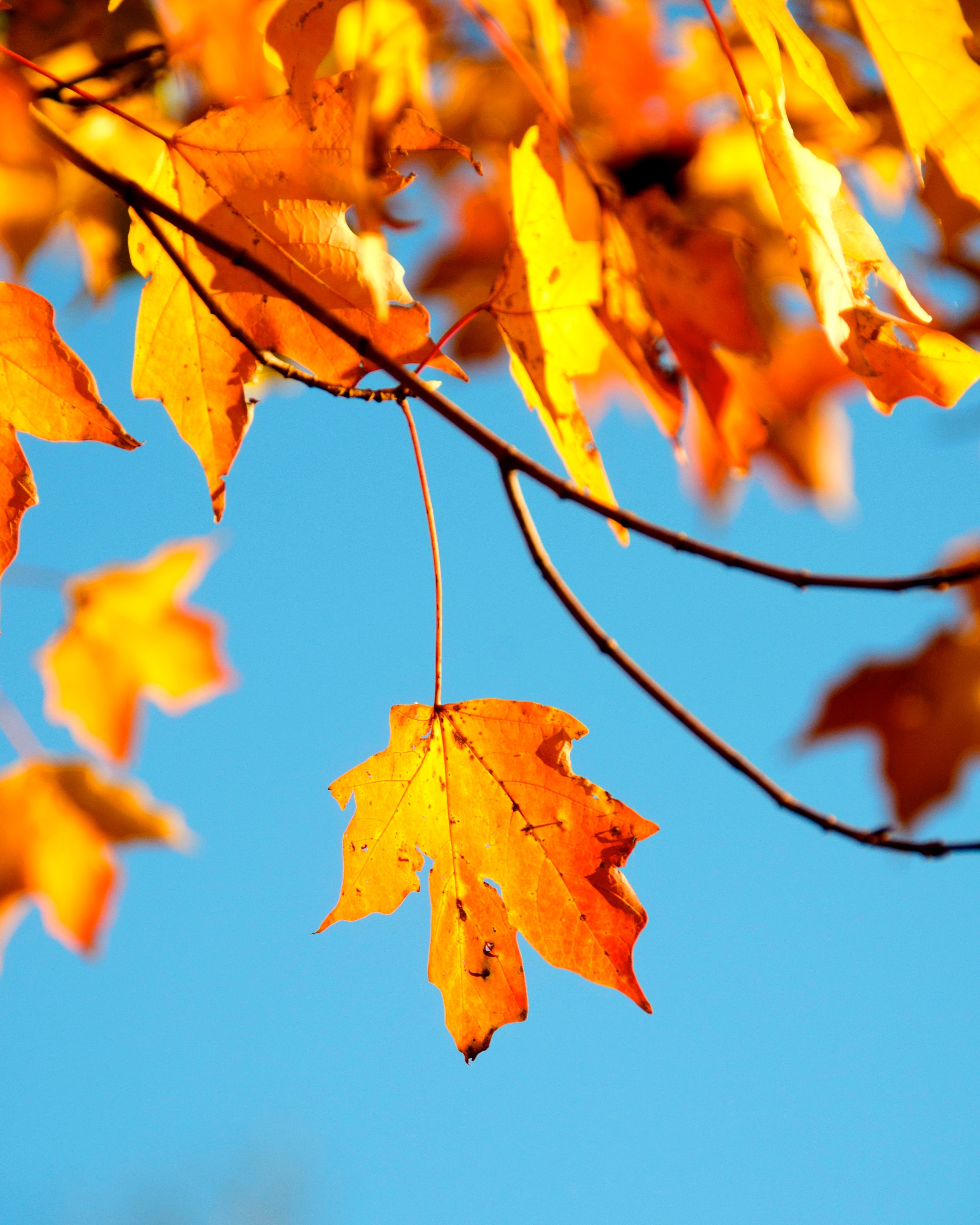 leaf autumn fall and branch hd, 4k, Phone HD Wallpaper