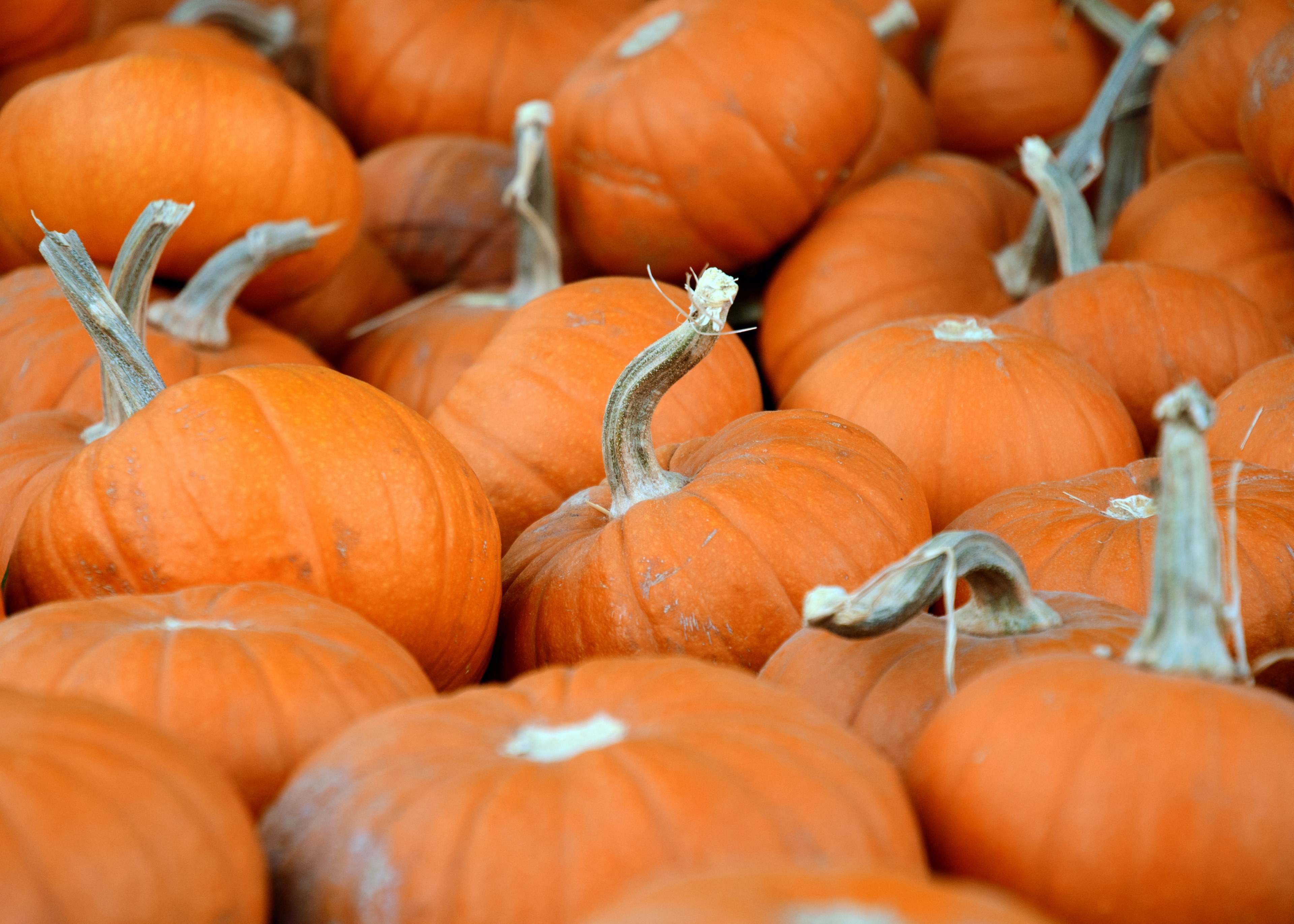 pumpkins from the patch 4k, HD Wallpaper