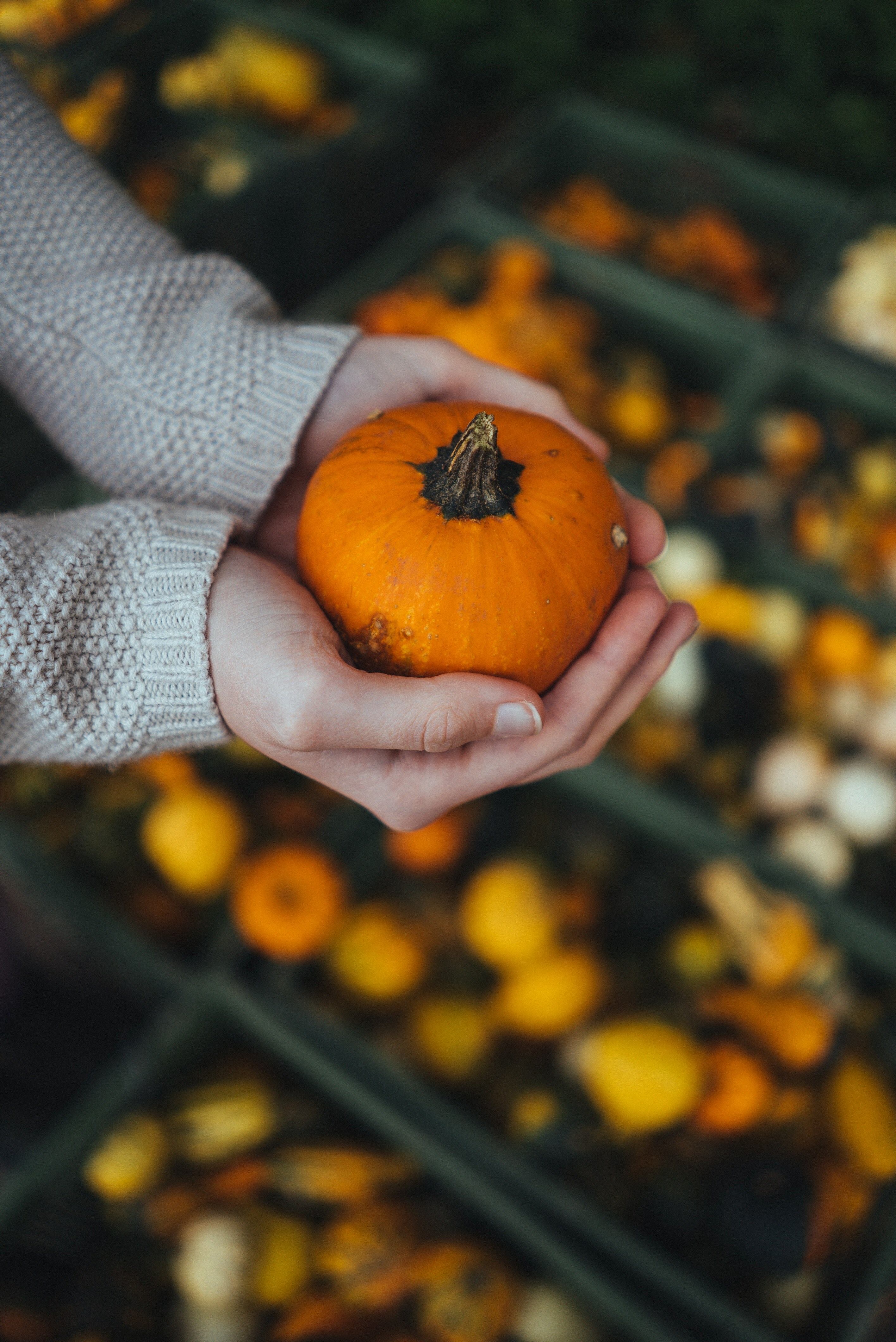 pumpkin orange hand and autumn hd, 4k, Phone HD Wallpaper